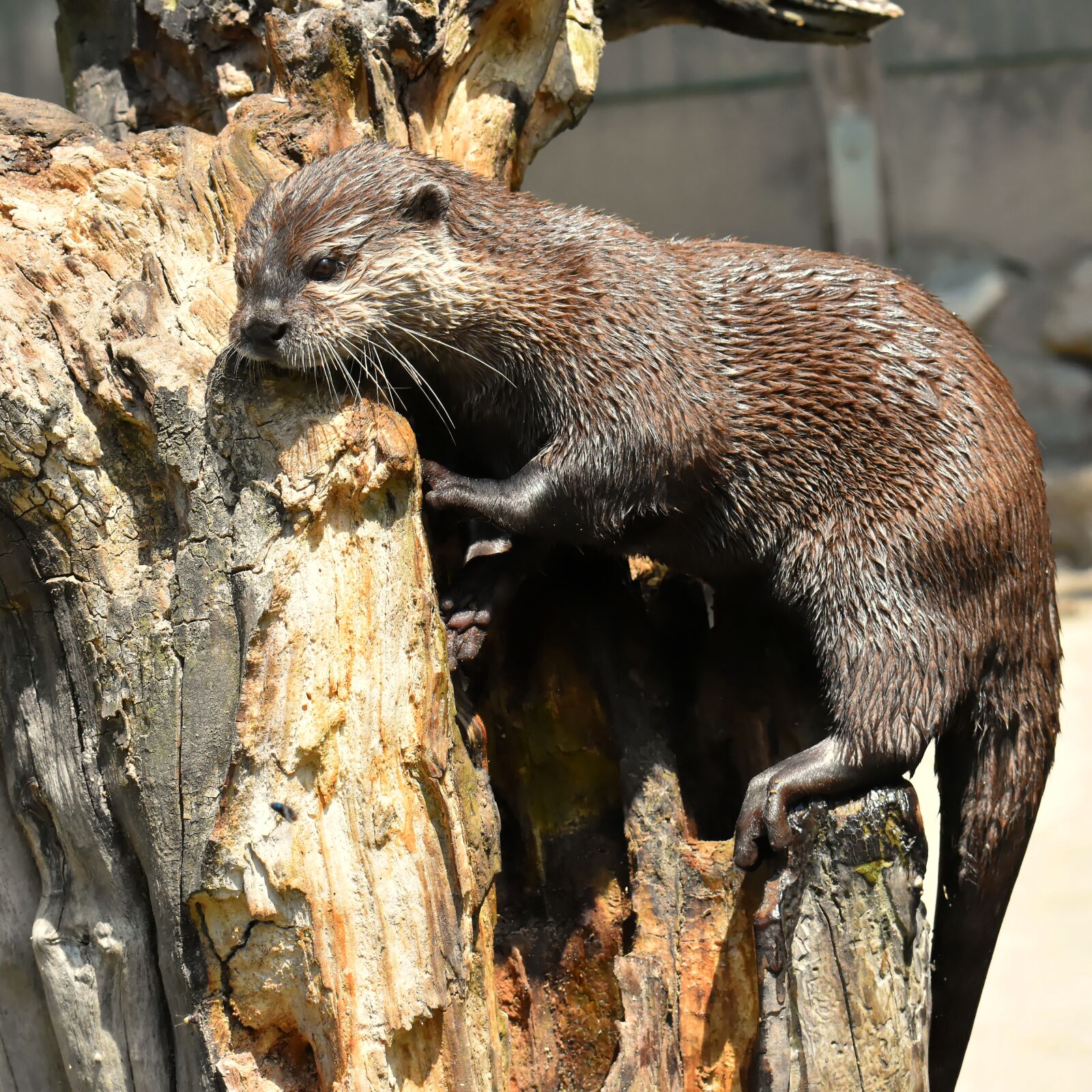 Nikon D7200 sample photo. Otter, playful, play photography