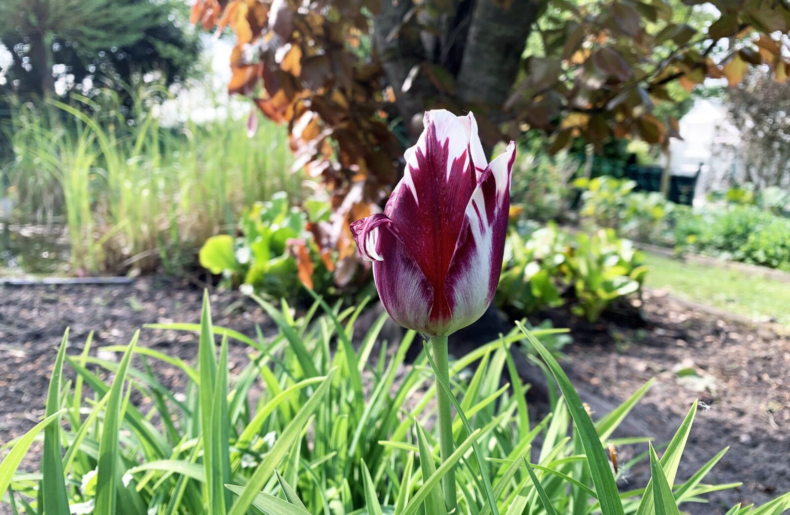Apple iPhone XR sample photo. Flower, tulip, tulips photography