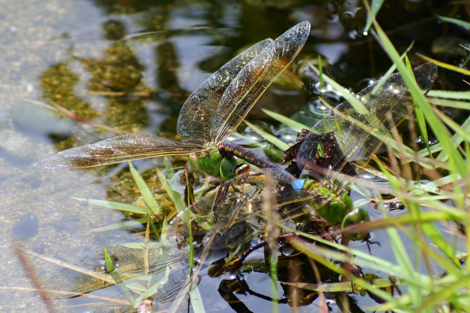 VR 70-300mm f/4.5-6.3G sample photo. Animal, insect, pond photography