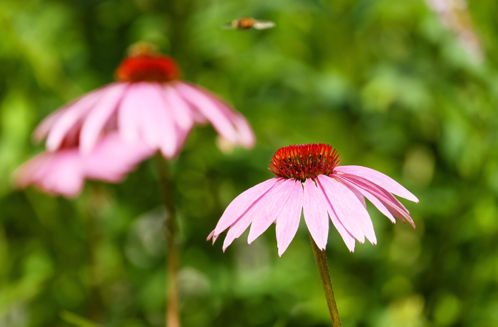 Fujifilm X-T10 + Fujifilm XC 50-230mm F4.5-6.7 OIS sample photo. Coneflower, flower, blossom photography