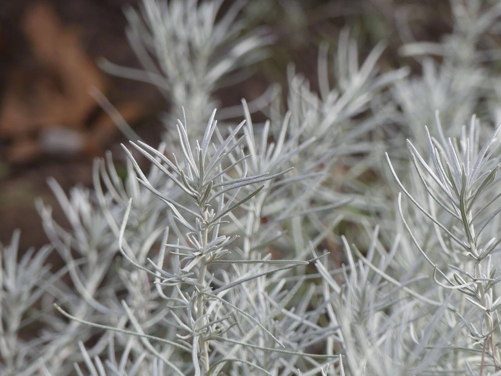 Panasonic Lumix DMC-FZ300 sample photo. Conifer, silver, plant photography