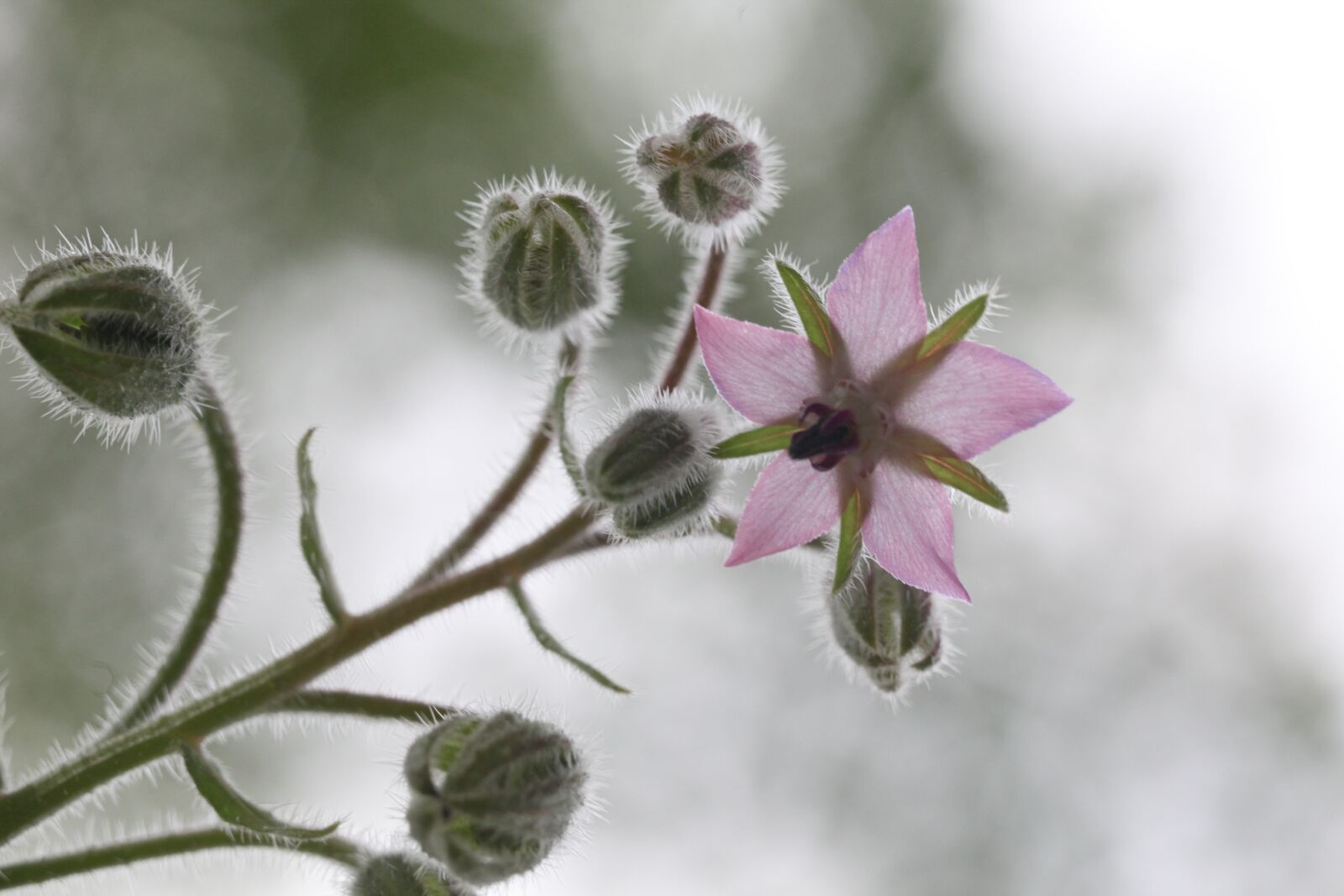 Canon EOS 5D Mark II sample photo. Borage, plant, herb photography