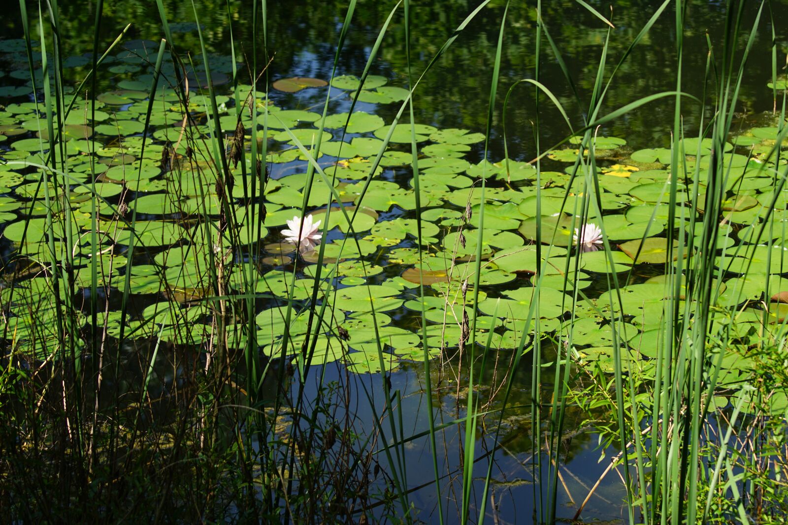 Sony ILCA-77M2 sample photo. Nature, pond, water photography