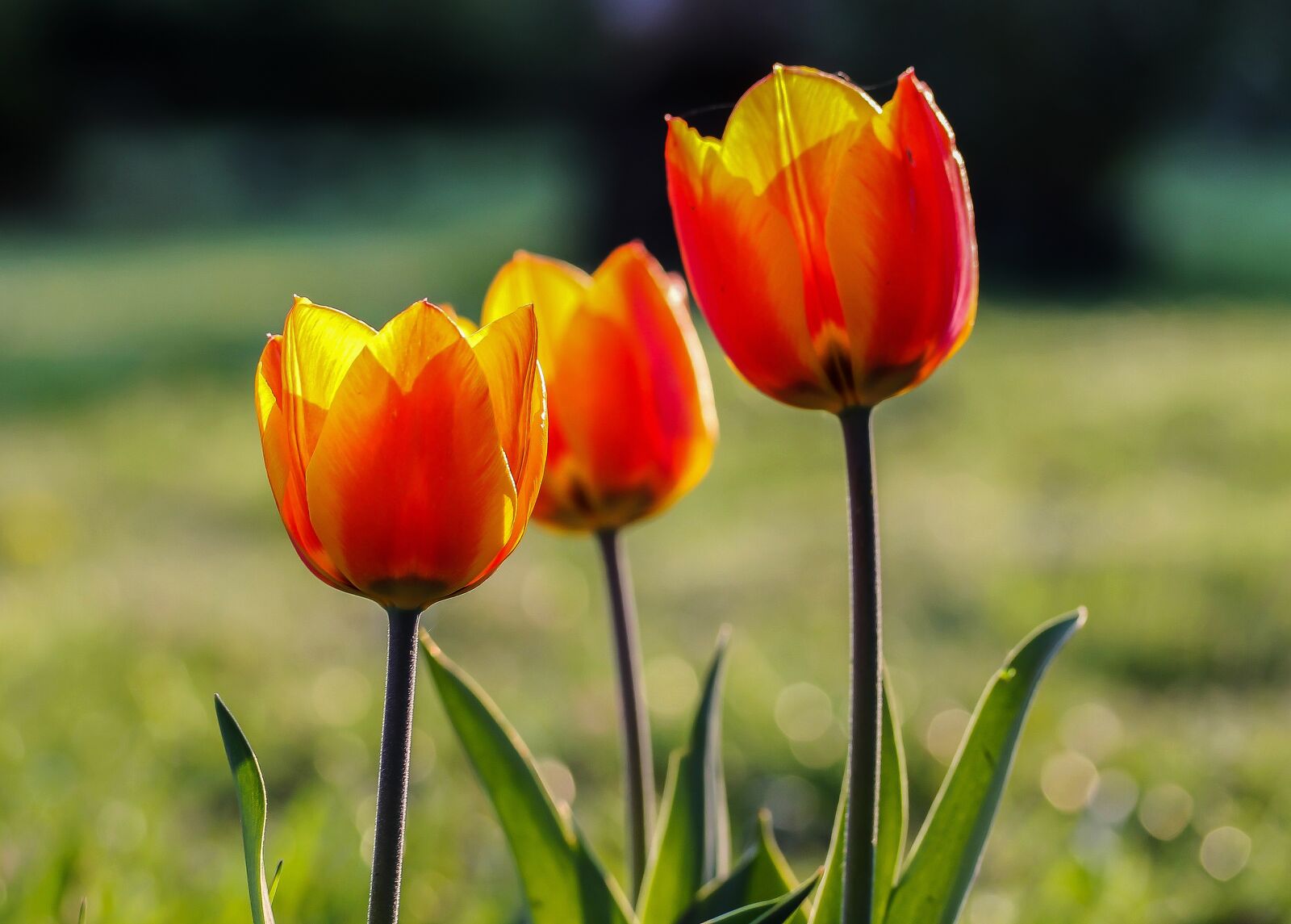 Canon EF-S 60mm F2.8 Macro USM sample photo. Tulip, red-yellow tulips, spring photography