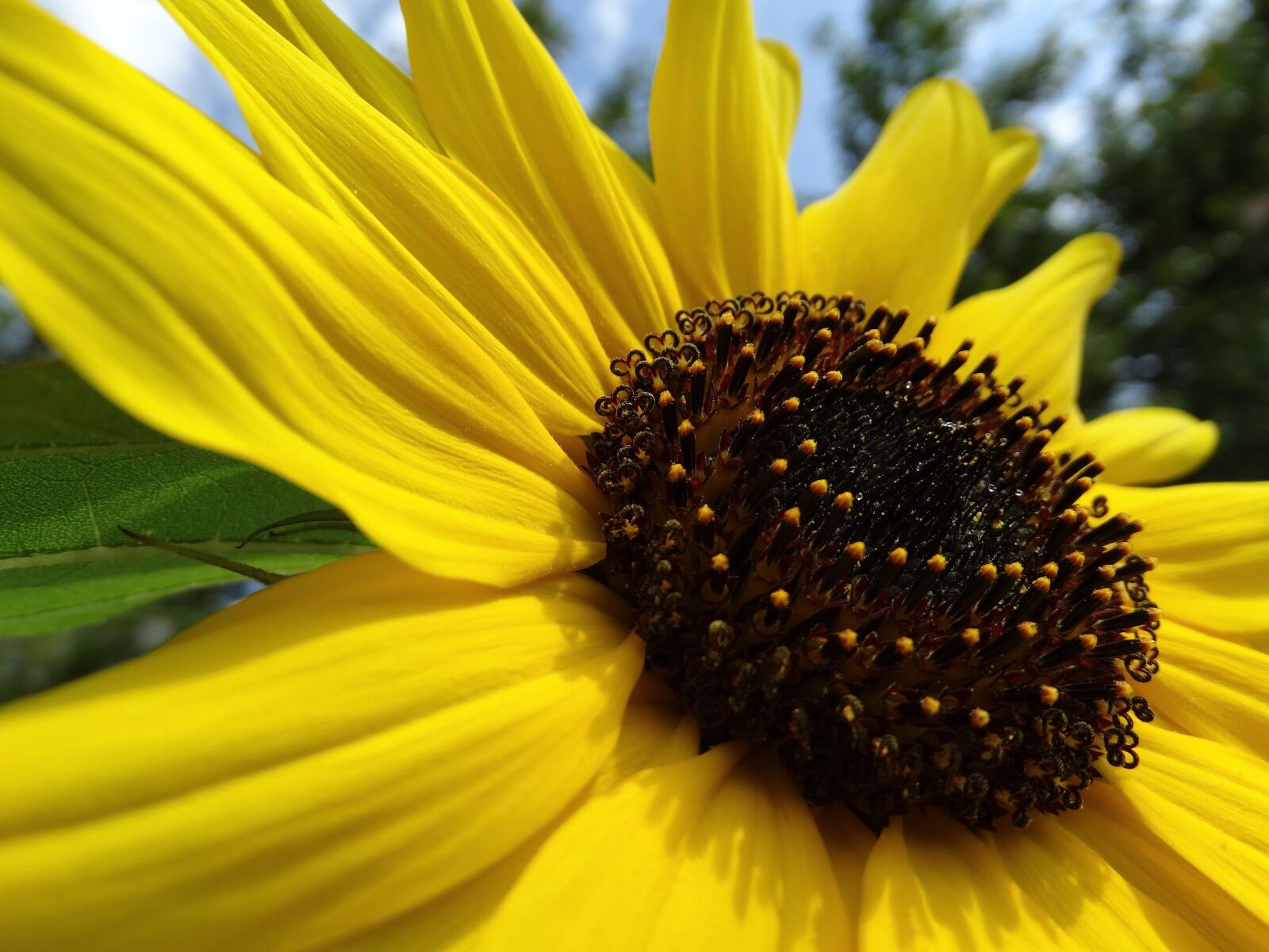 Sony Cyber-shot DSC-HX300 sample photo. Sunflower, flowers, blossom photography