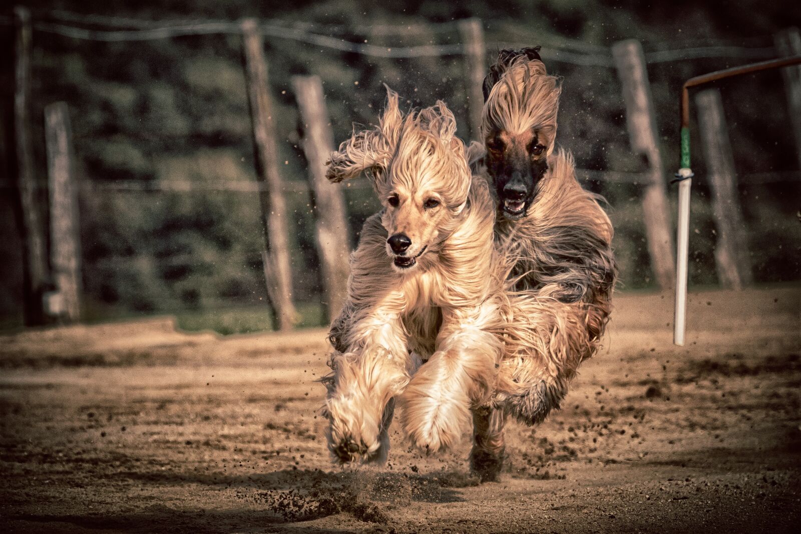 Canon EOS 80D sample photo. Dog, dog racing, greyhounds photography