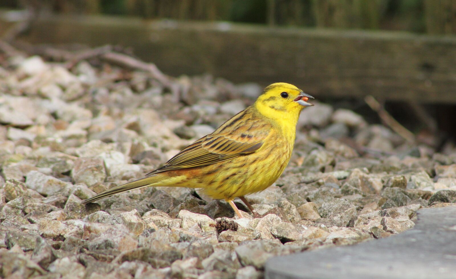 Canon EOS 550D (EOS Rebel T2i / EOS Kiss X4) sample photo. Bird, yellow hammer, yellow photography