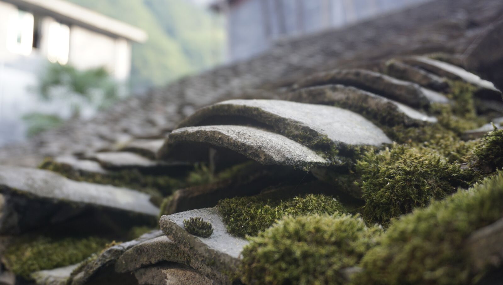 Sony a6000 sample photo. Tile, moss, ancient photography