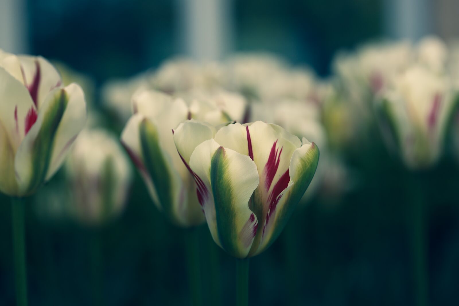 Canon EOS R sample photo. Tulip, flower, garden photography