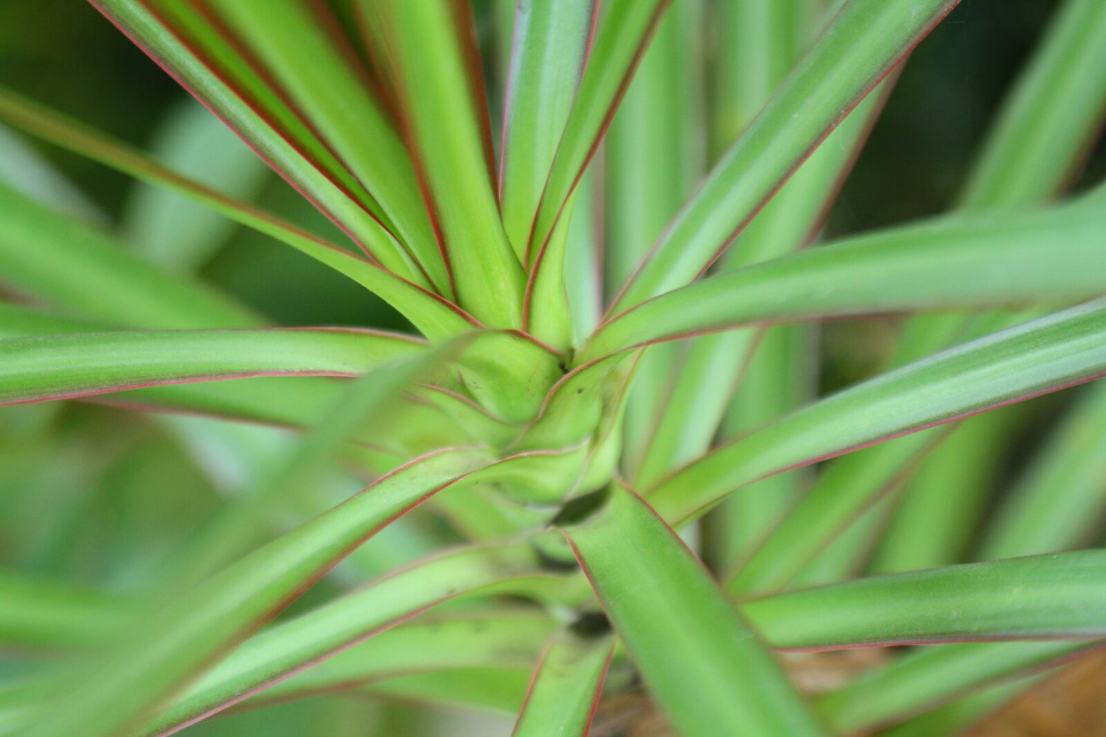 Canon EOS 7D sample photo. Leaves, plant, plants photography