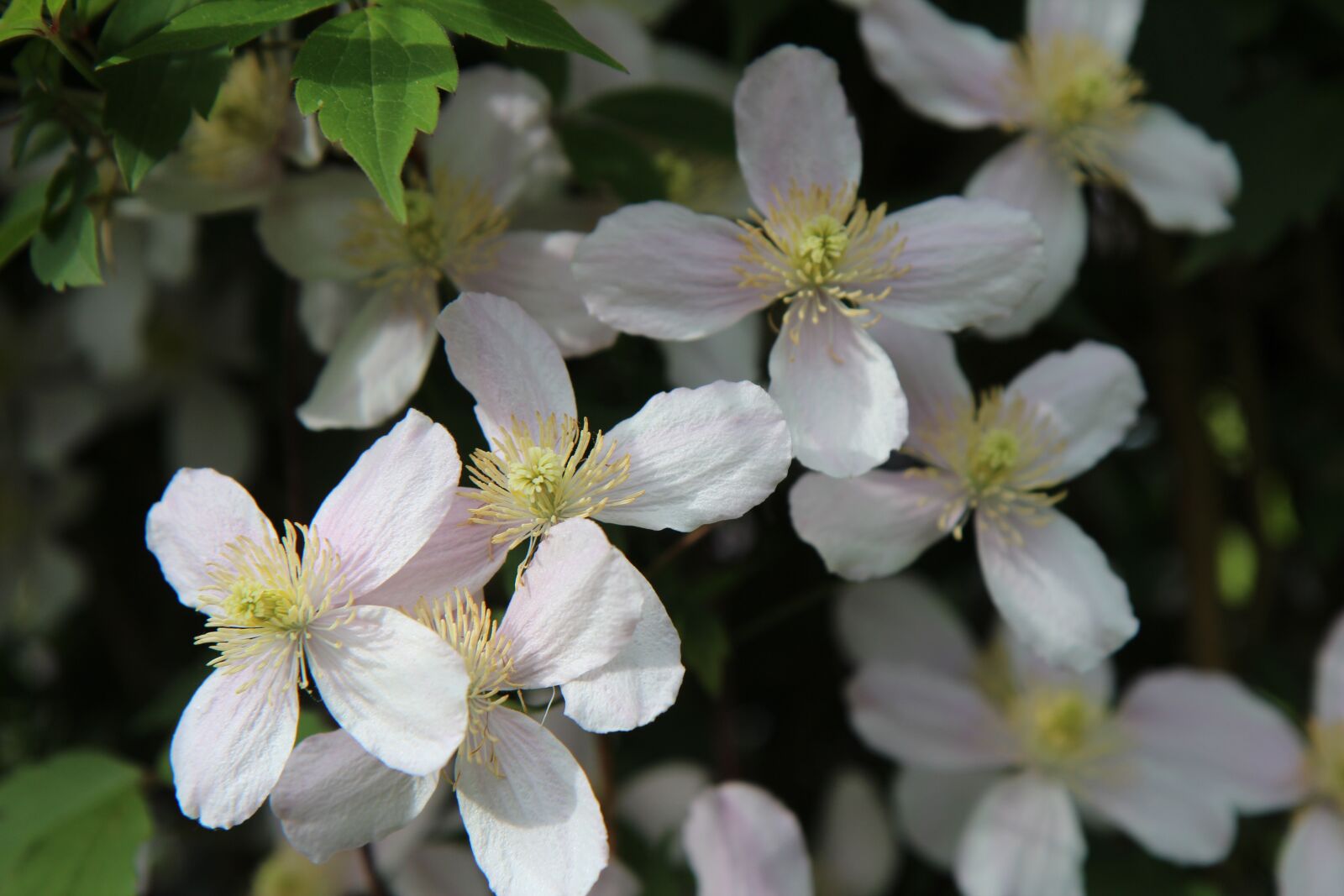 Canon EOS 600D (Rebel EOS T3i / EOS Kiss X5) sample photo. Clematis montana, clematis, clematis photography