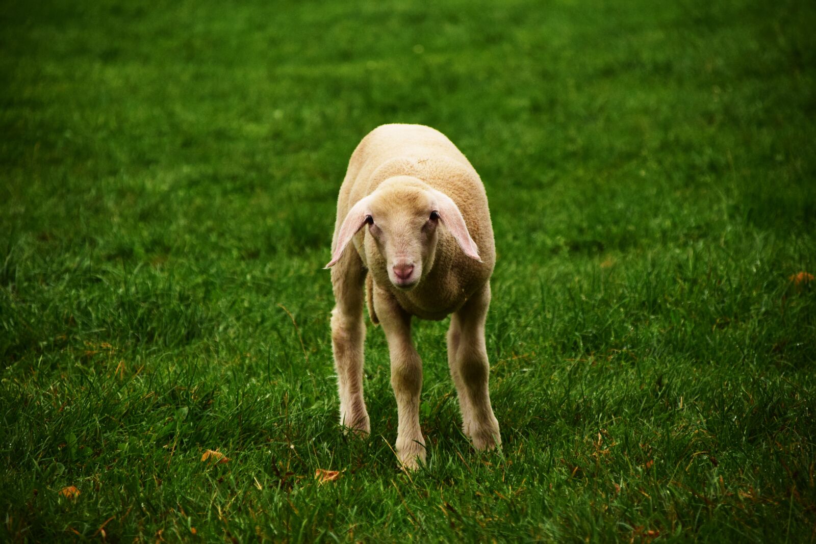 Nikon D3300 sample photo. Lamb, sheep, meadow photography