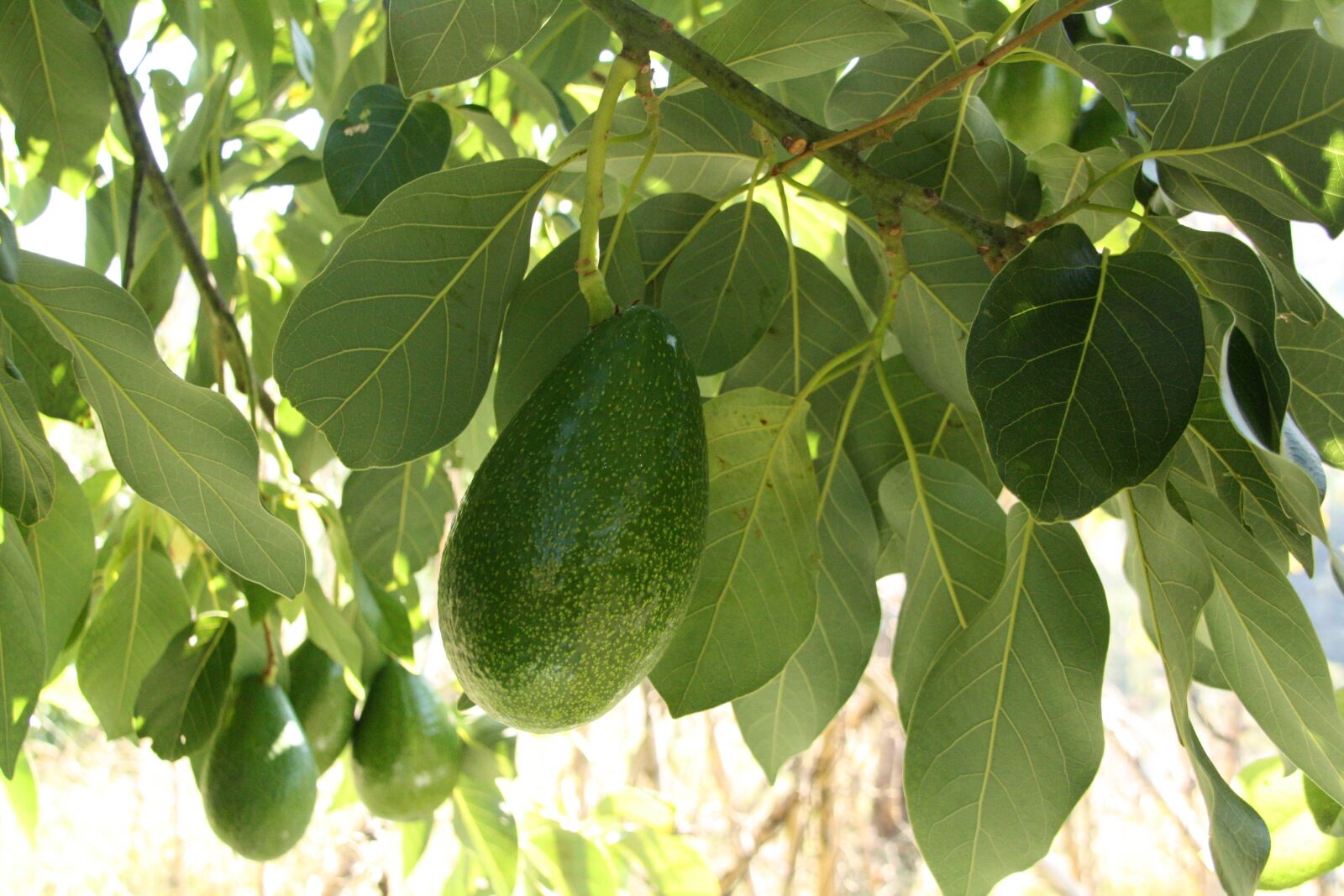Canon EOS 1000D (EOS Digital Rebel XS / EOS Kiss F) sample photo. Avocado, tree, branch photography