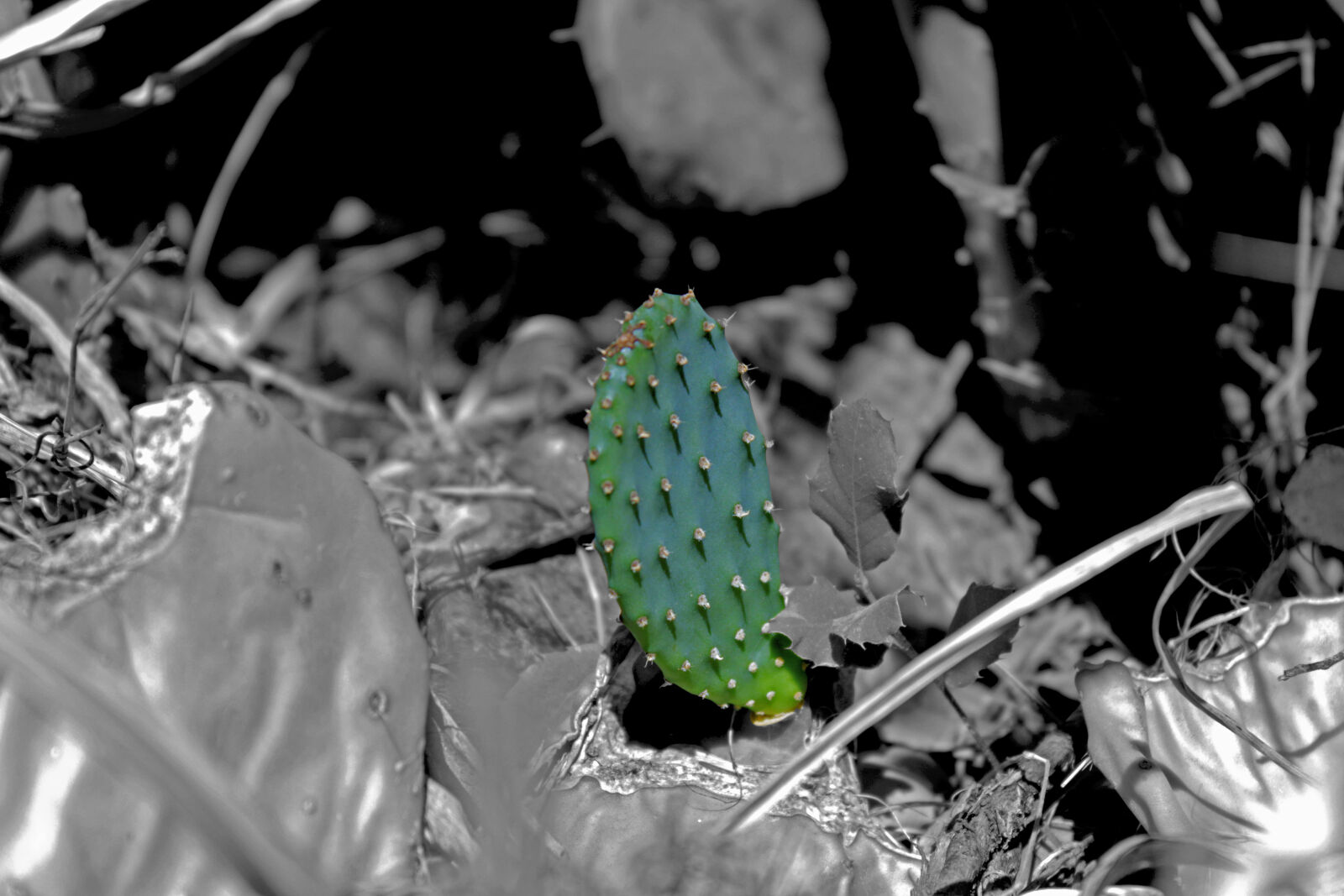 Canon EOS 650D (EOS Rebel T4i / EOS Kiss X6i) + Canon EF-S 18-55mm F3.5-5.6 IS sample photo. Cactus, close, up, close photography
