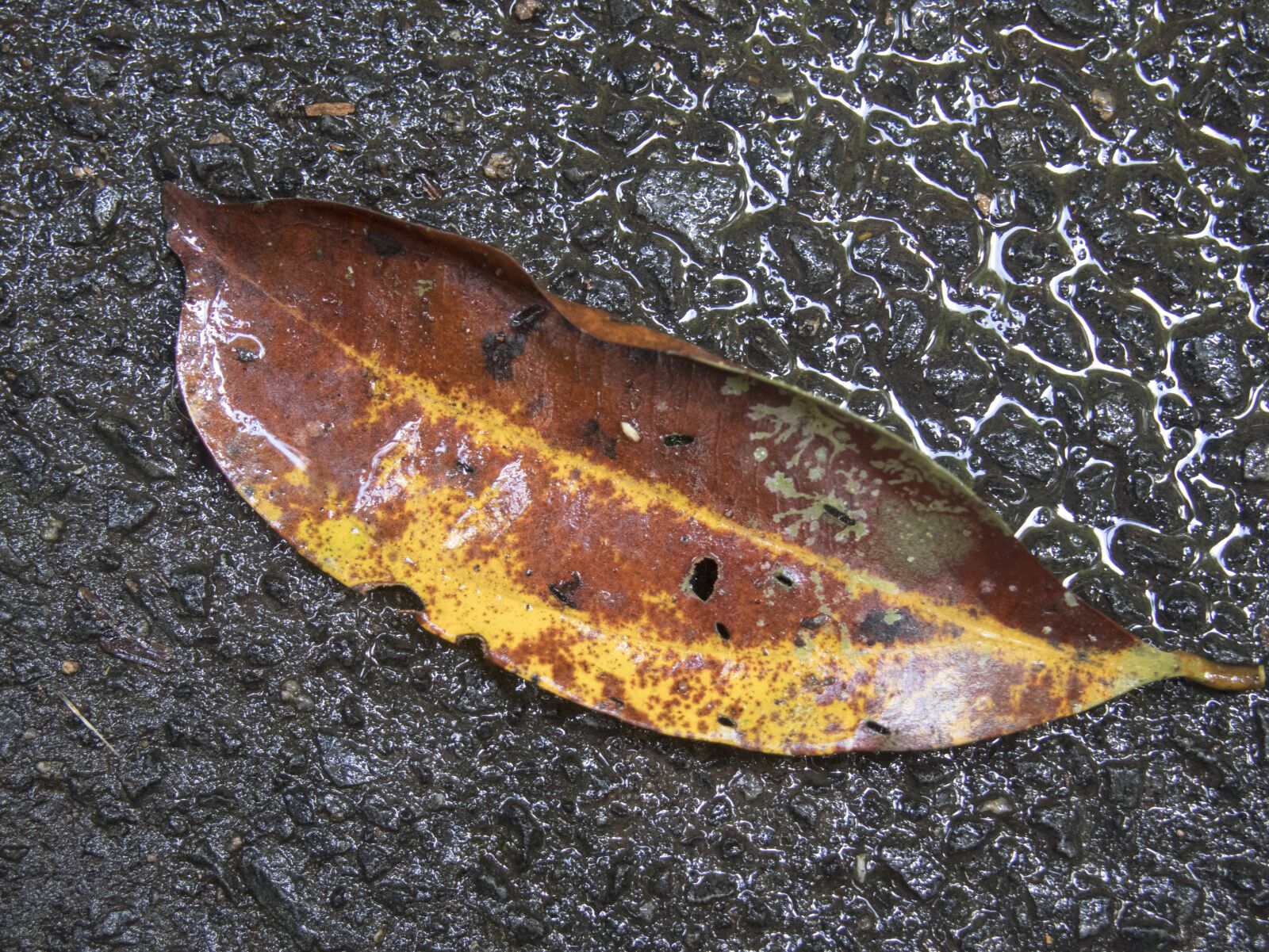 Canon EOS M6 sample photo. Leaf, rain, wet photography