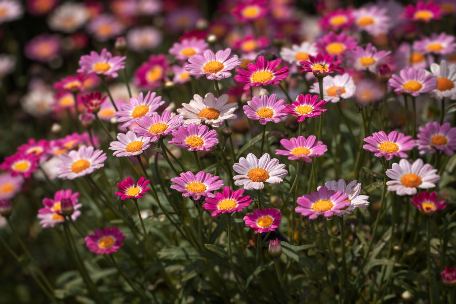 Canon EF 100mm F2.8L Macro IS USM sample photo. Flower, garden, nature photography
