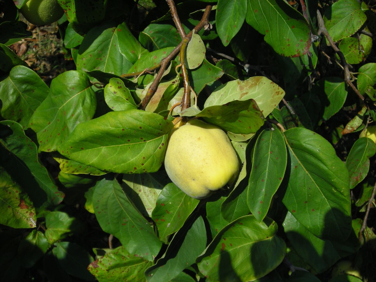 Nikon COOLPIX L6 sample photo. Fruit, quince, pome fruit photography