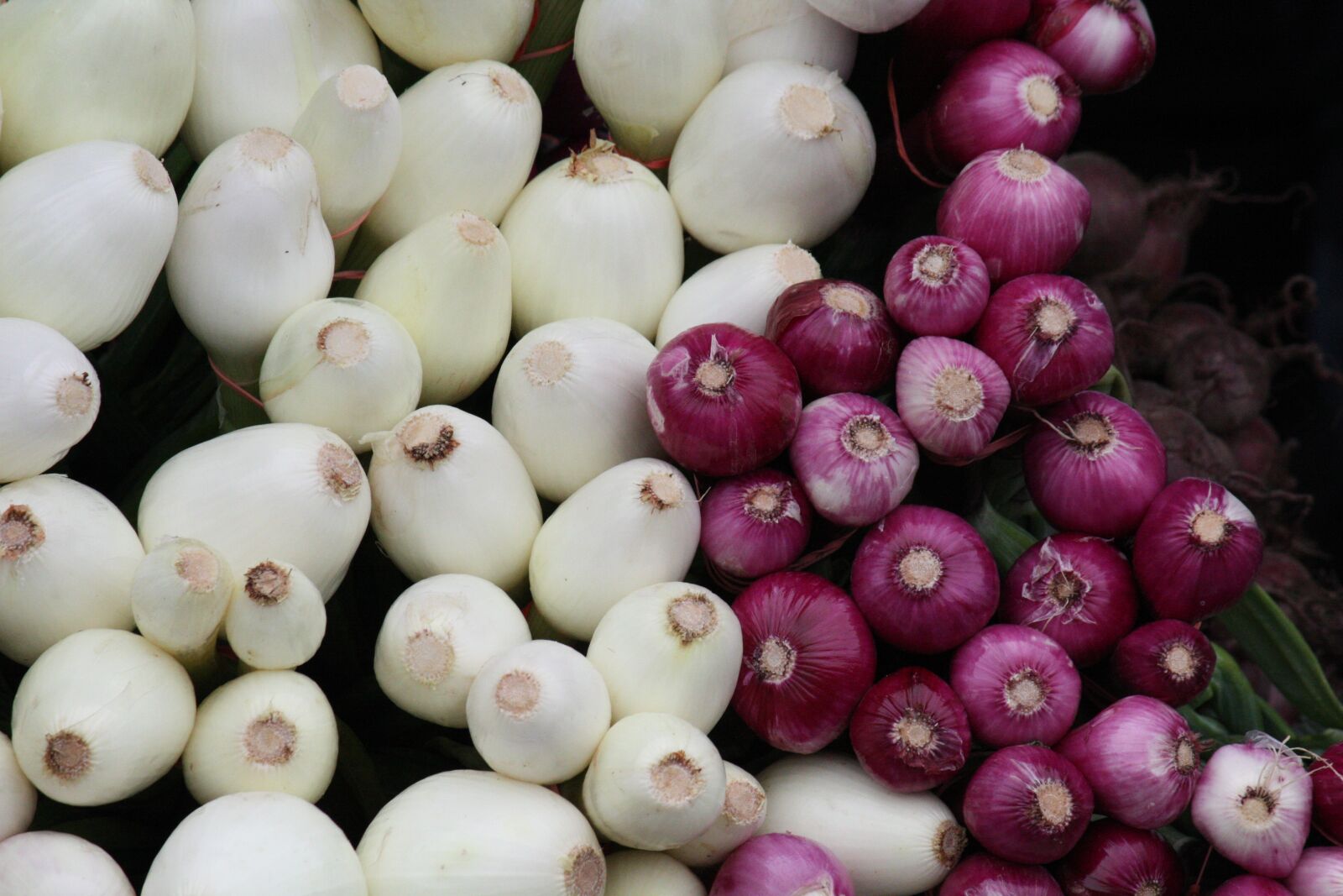 Canon EOS 450D (EOS Rebel XSi / EOS Kiss X2) sample photo. Scallions, white onion, onion photography