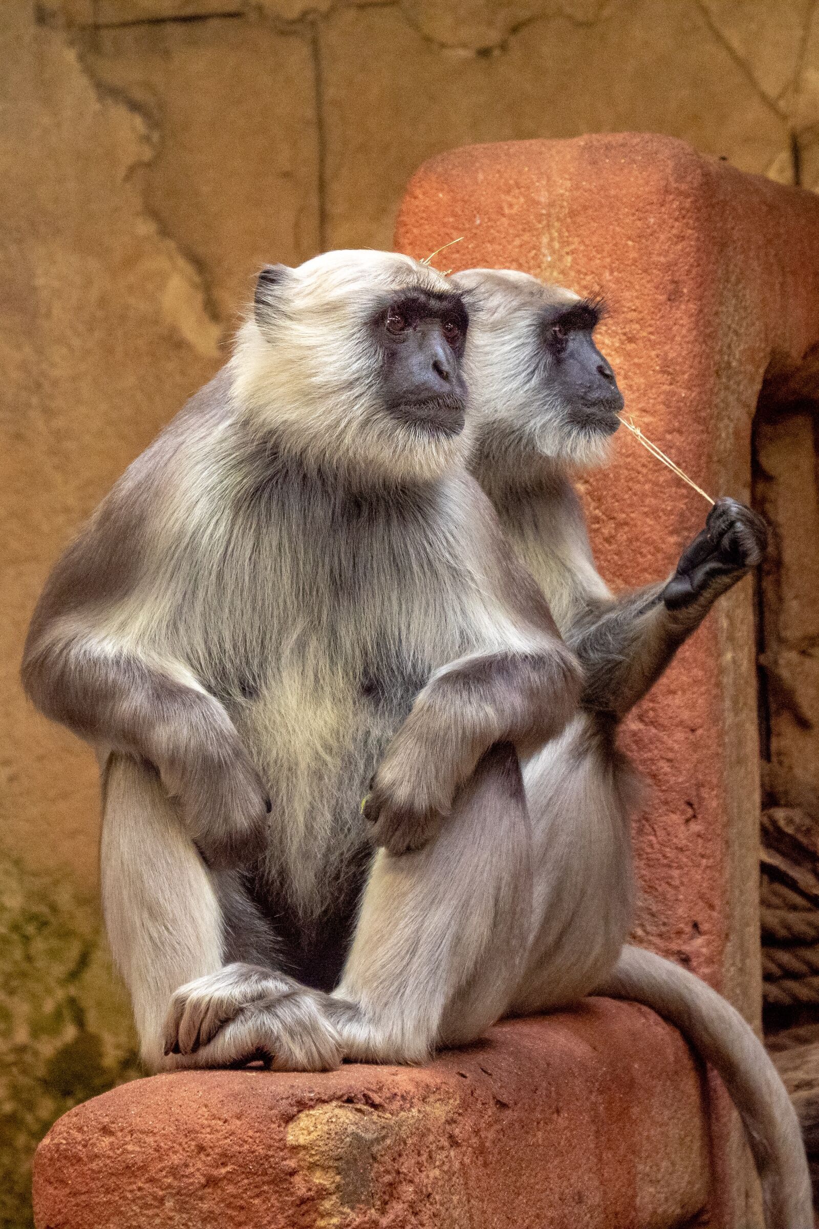 Panasonic Lumix DC-G9 sample photo. Ape, zoo, animal photography