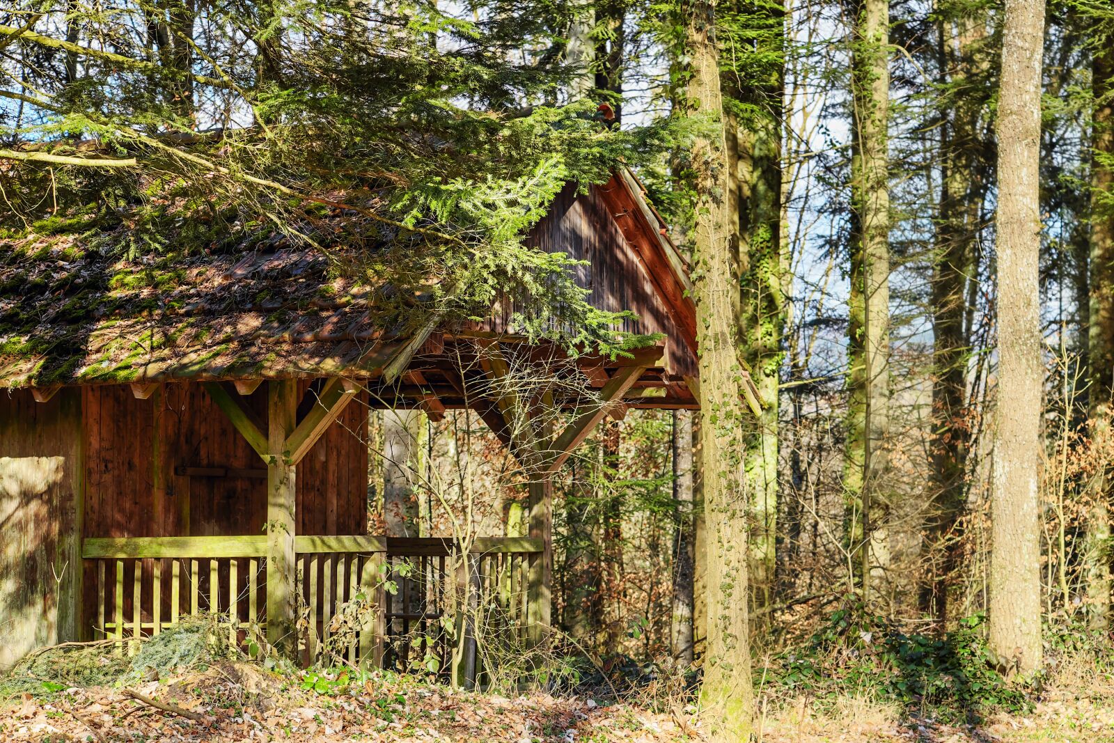 Fujifilm XF 55-200mm F3.5-4.8 R LM OIS sample photo. Log cabin, forest lodge photography