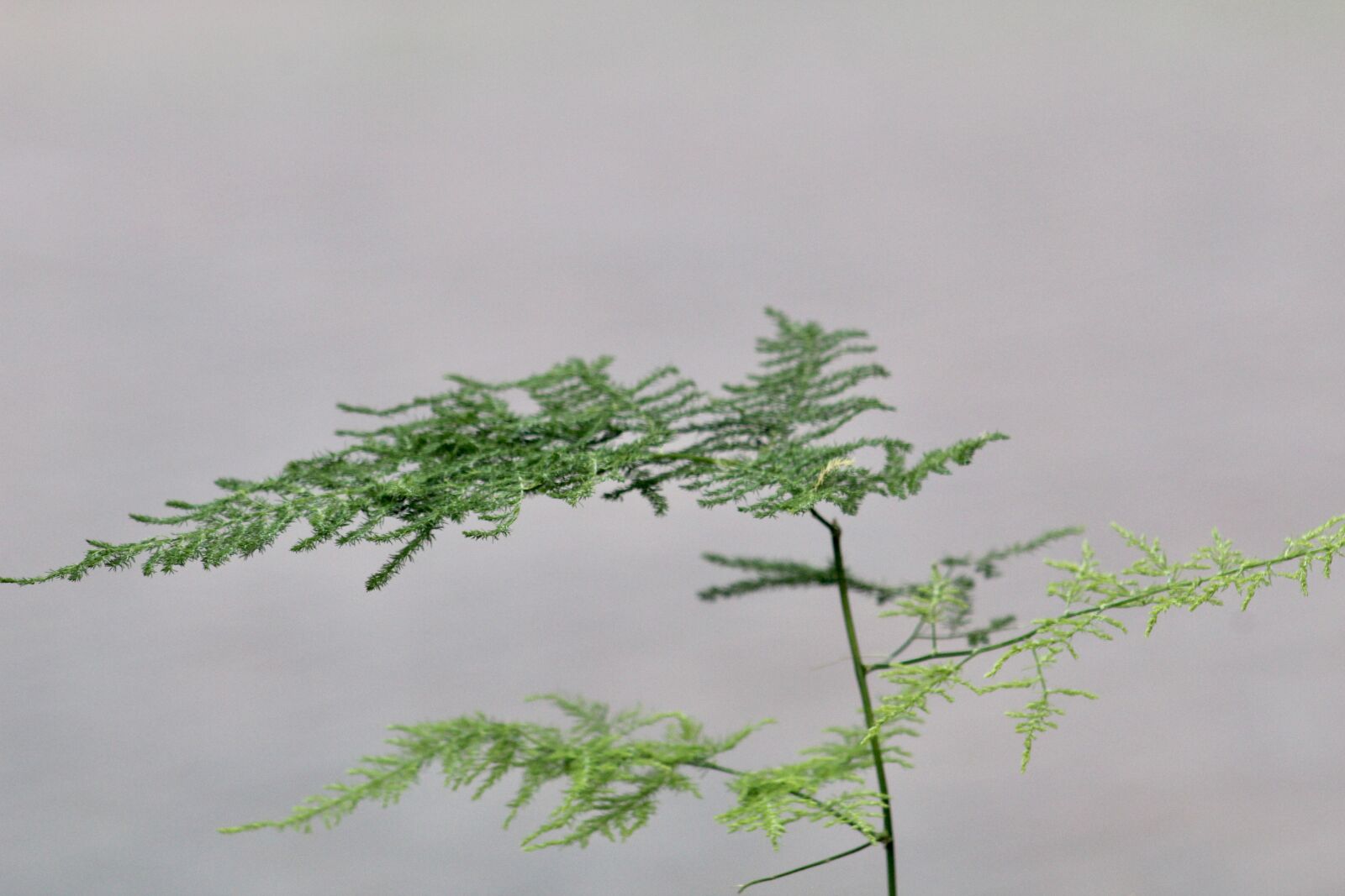 Canon EF75-300mm f/4-5.6 sample photo. Fern, fennel, delicate photography