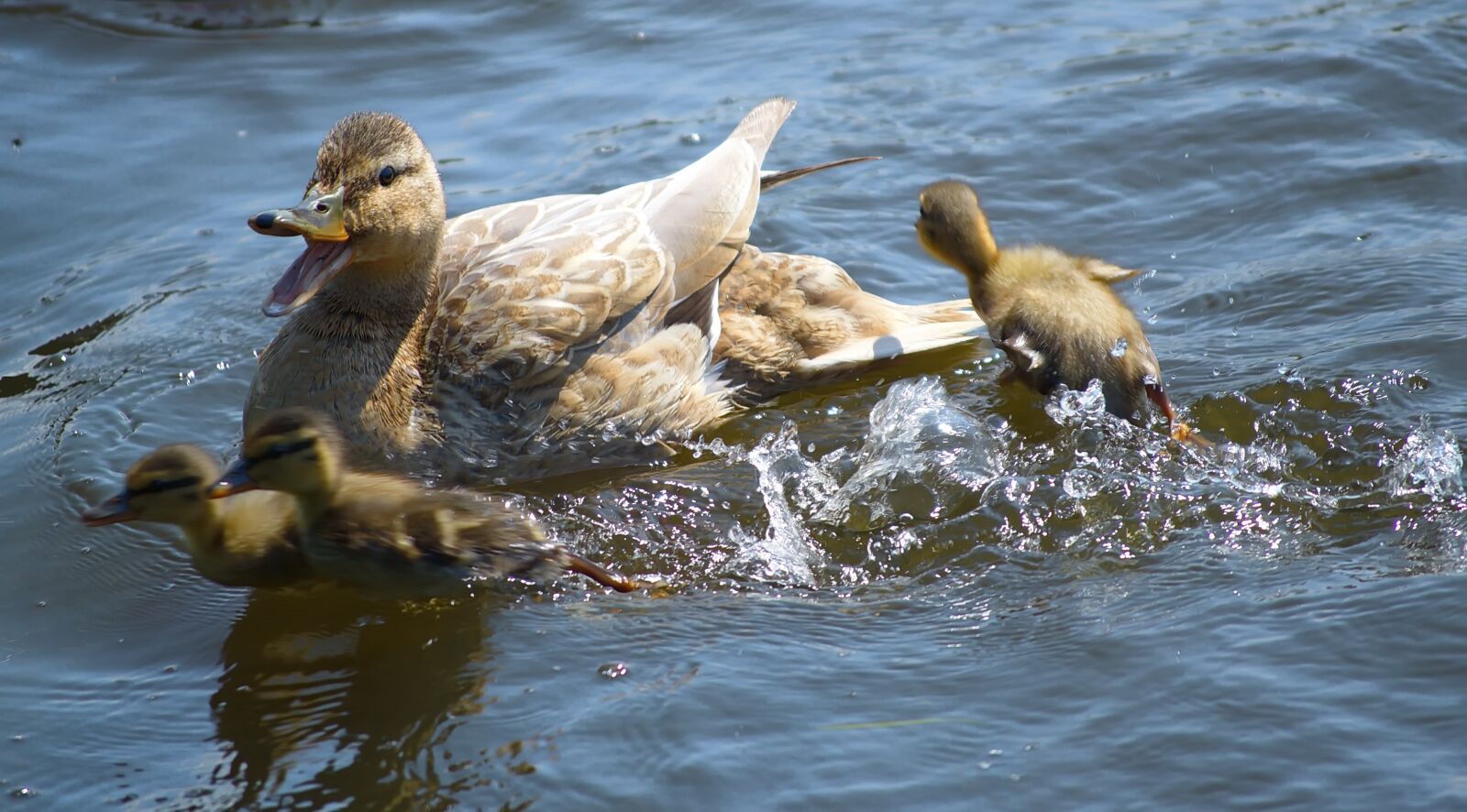 Nikon D3100 sample photo. Duck, mallard, boy photography