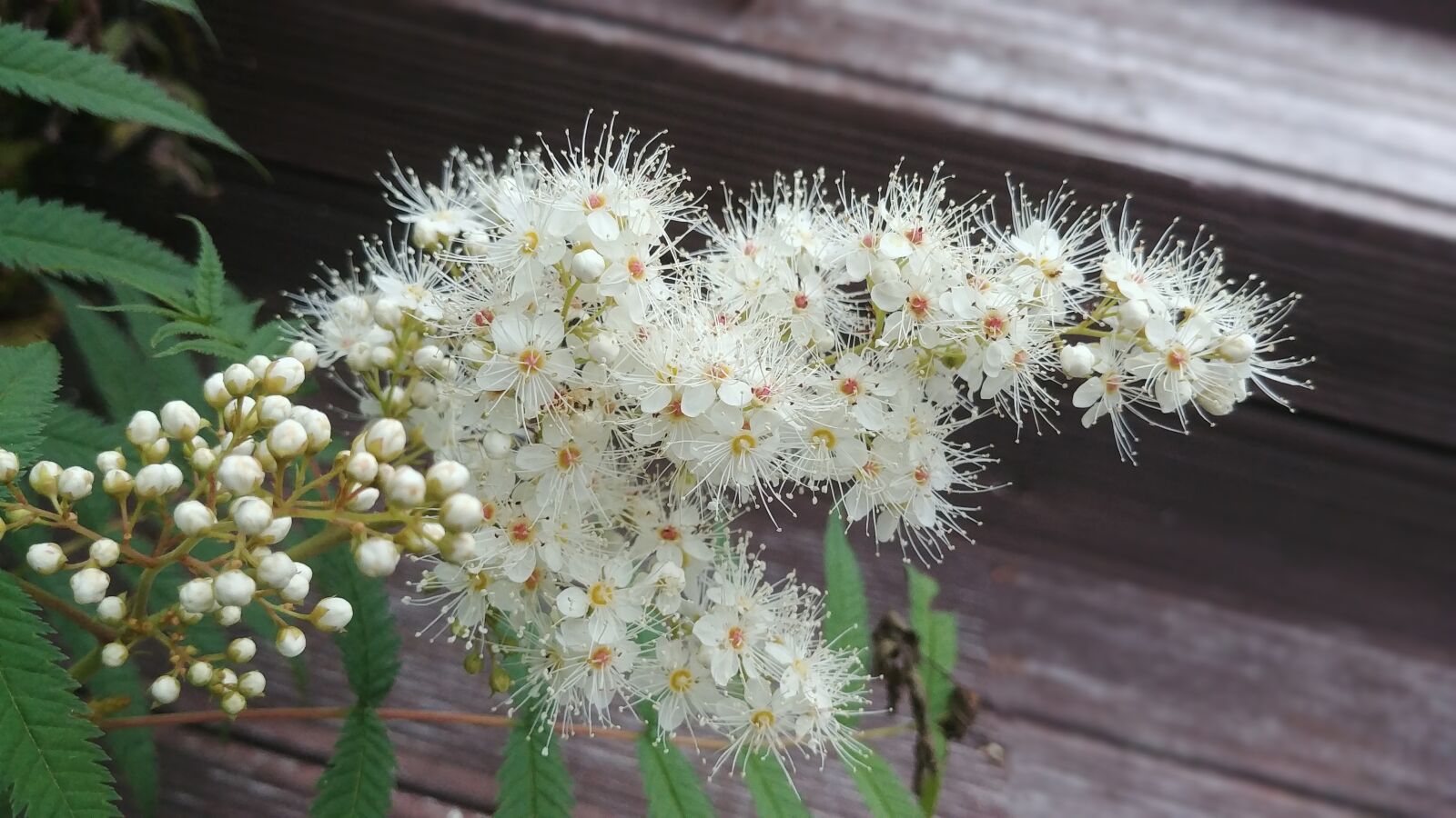 LG G6 sample photo. Rowan, rowan flower, white photography