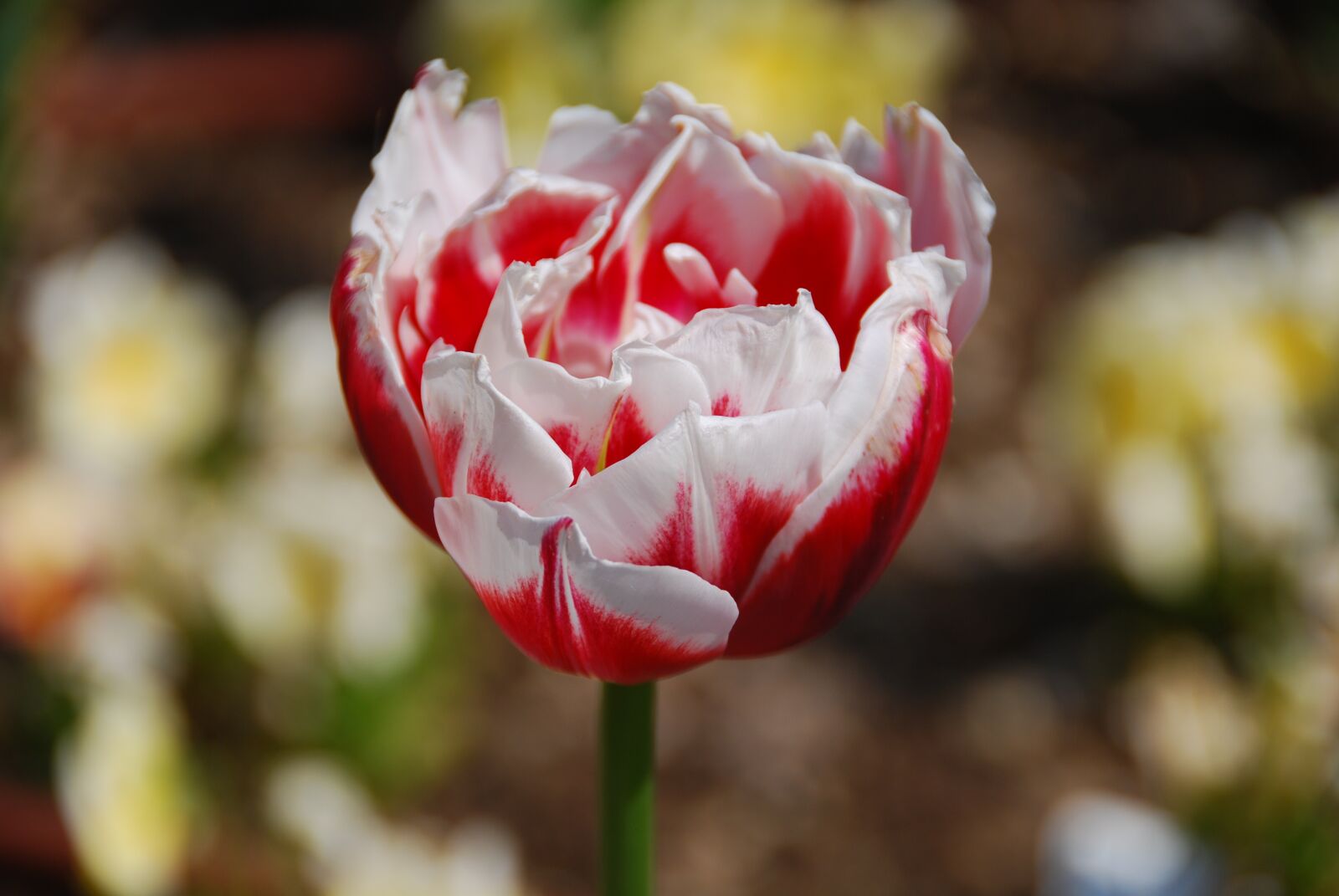 Nikon D80 sample photo. Tulip, flower, yellow photography