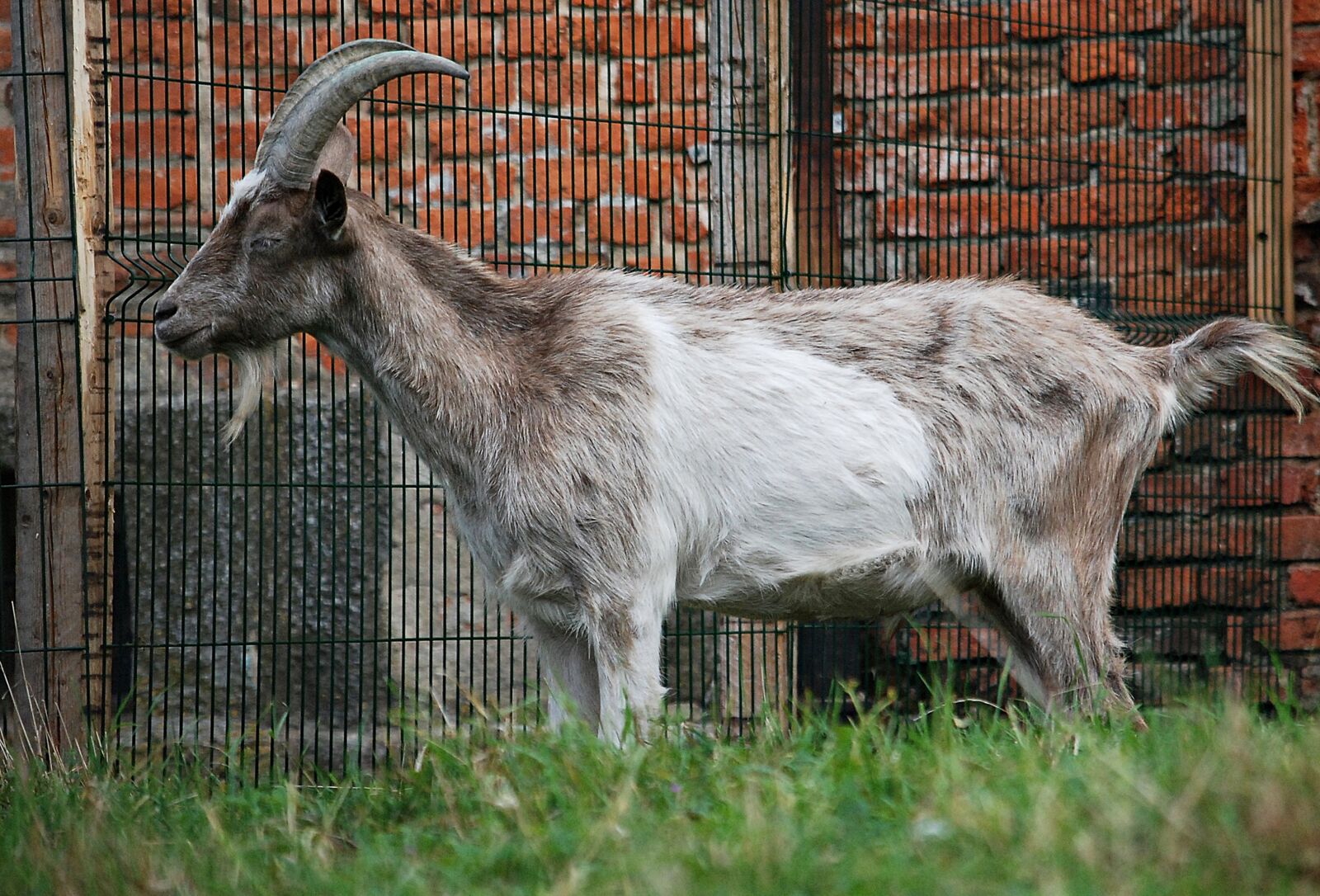 Nikon D80 sample photo. Goat, animal, hay photography