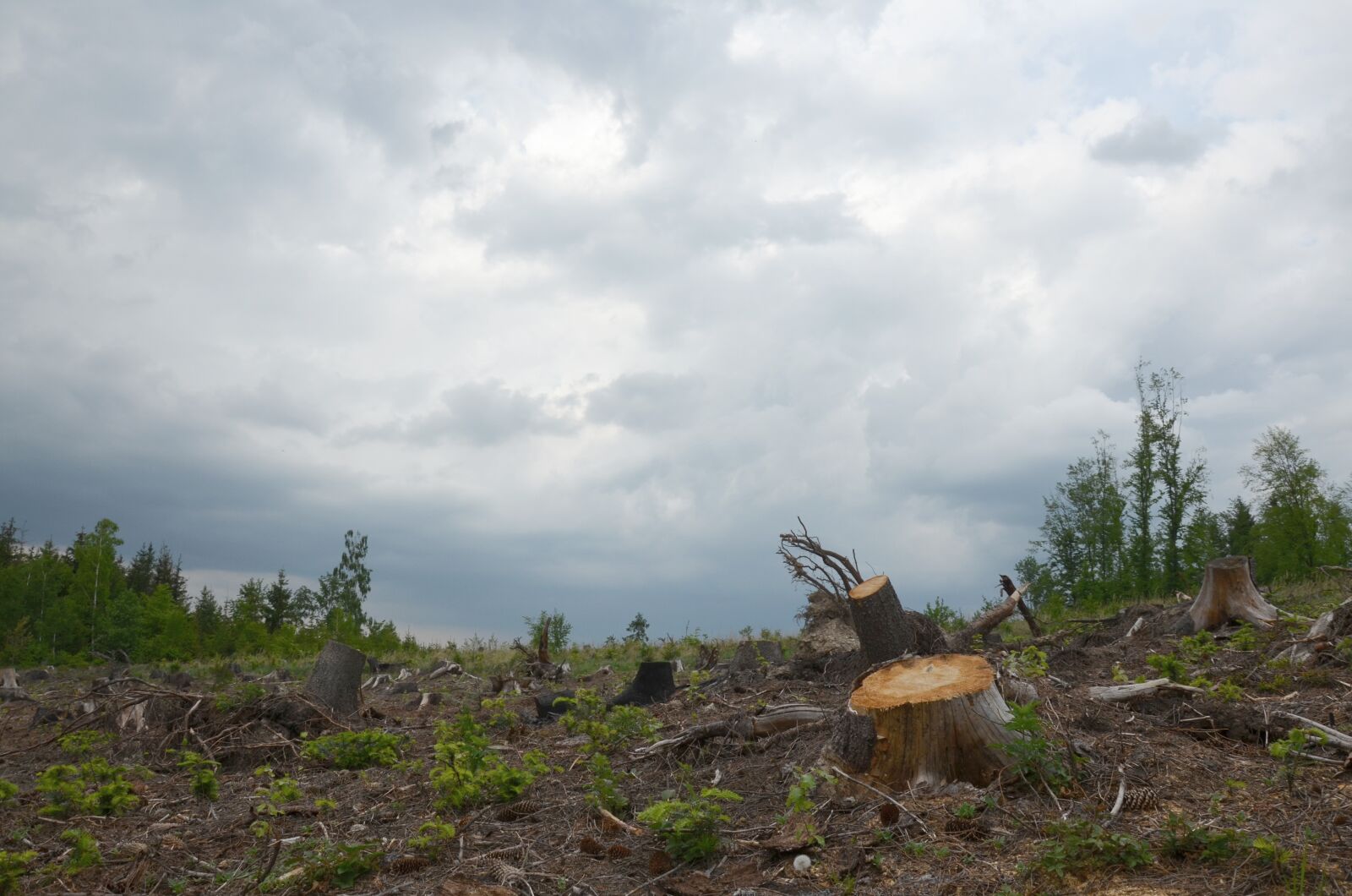 Nikon D5100 sample photo. Calamity, tree, nature photography
