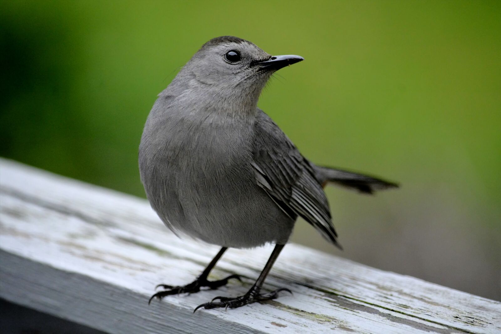 Nikon D7100 sample photo. Catbird, grey bird, wildlife photography