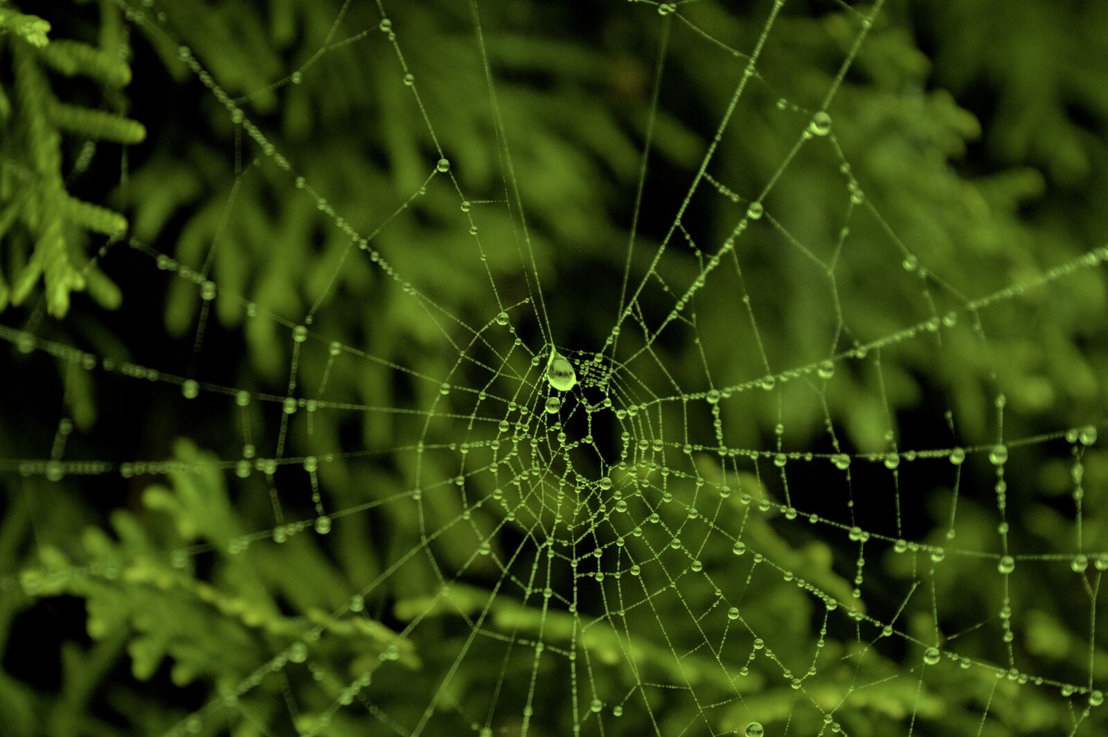 Nikon D3200 sample photo. Spider web, cobweb, cobwebs photography