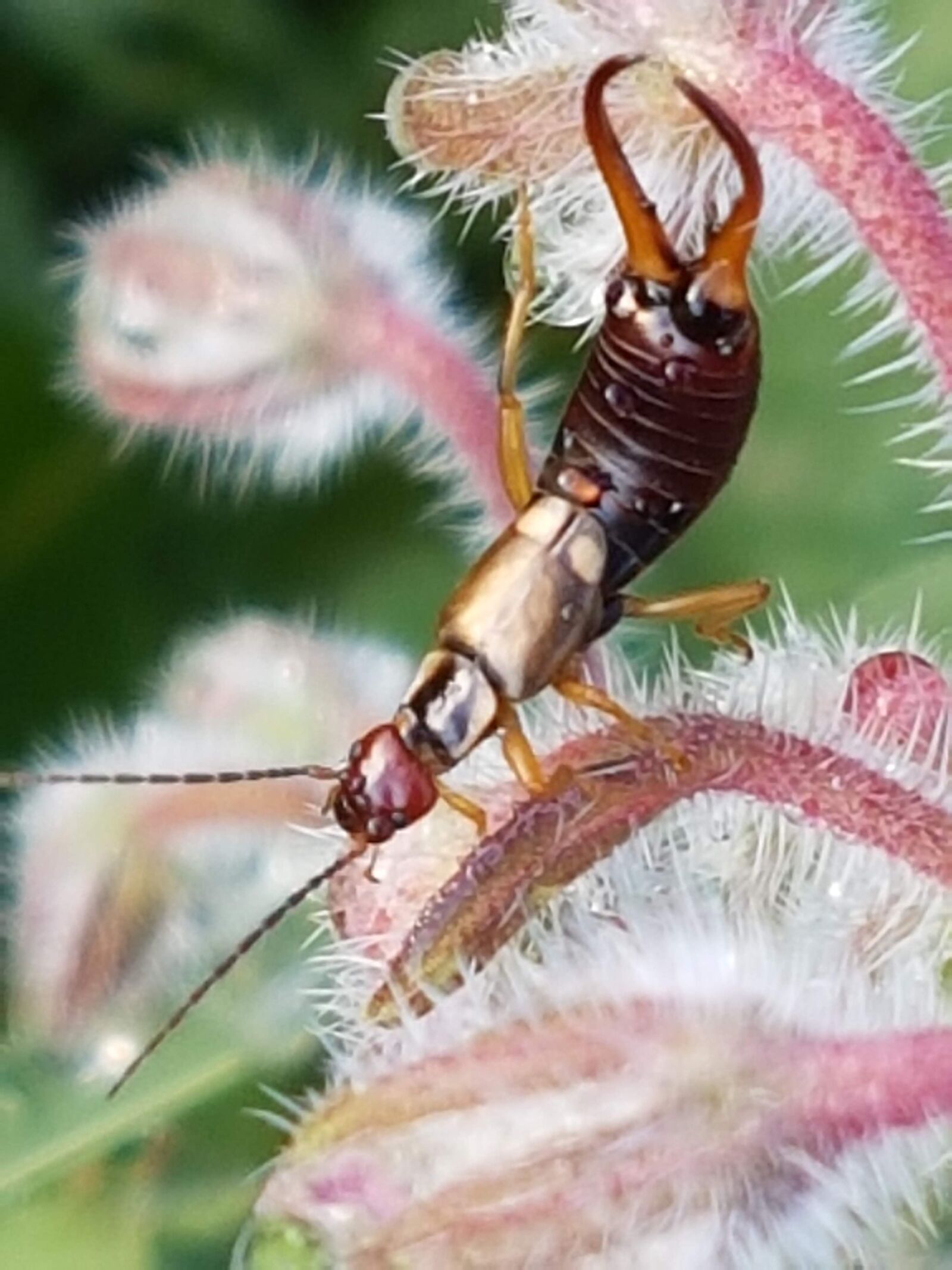 Samsung Galaxy S7 sample photo. Earwig, insect, garden photography