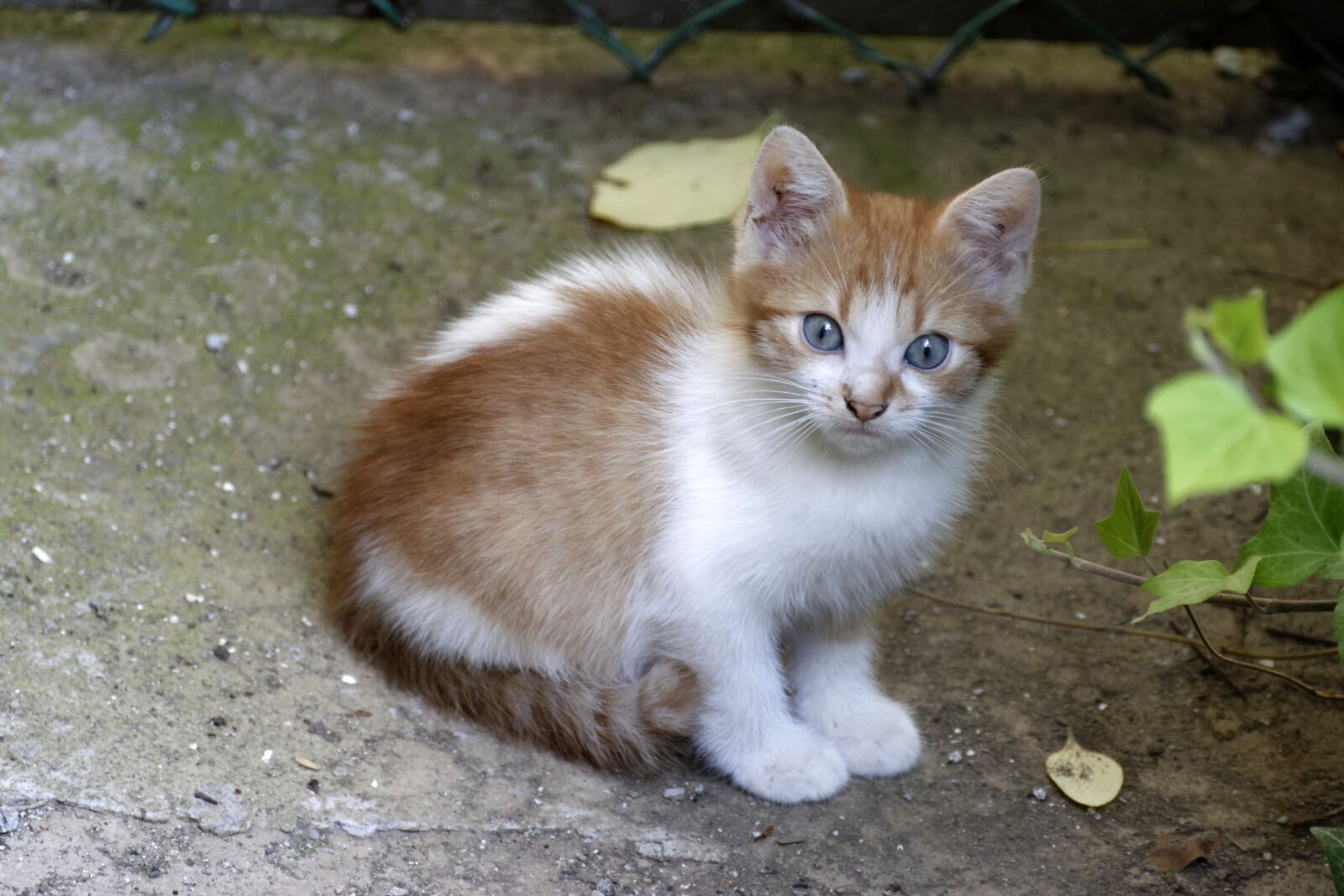 Nikon D5300 sample photo. Cat, chicken, kitten photography