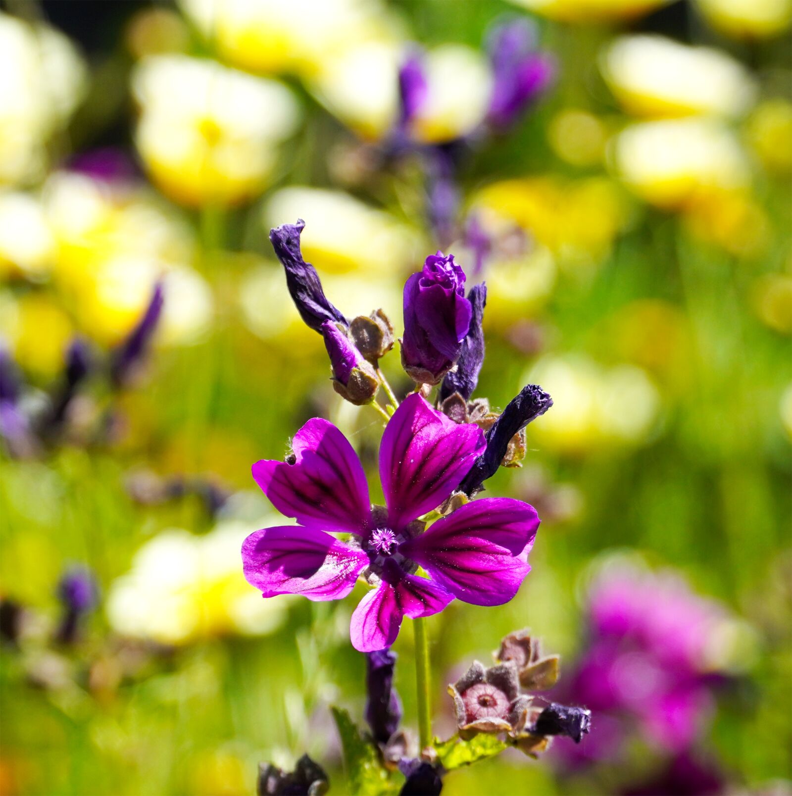 Sony E PZ 18-105mm F4 G OSS sample photo. Flowers, blossom, bloom photography