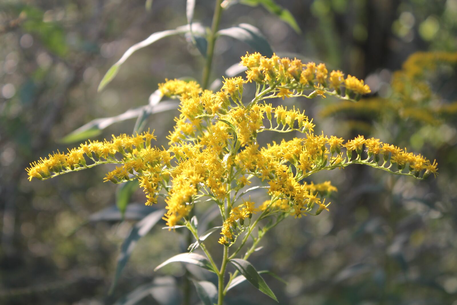 Canon EOS 1100D (EOS Rebel T3 / EOS Kiss X50) sample photo. Close up, wild flower photography