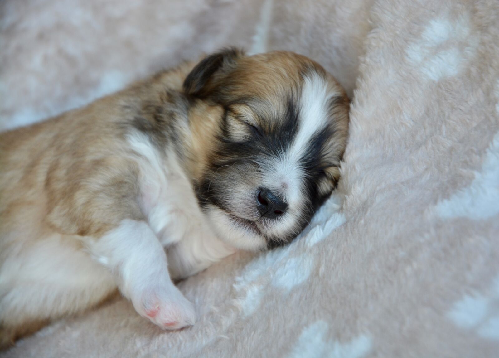 Nikon D5200 sample photo. Puppy, pup, puppies colour photography