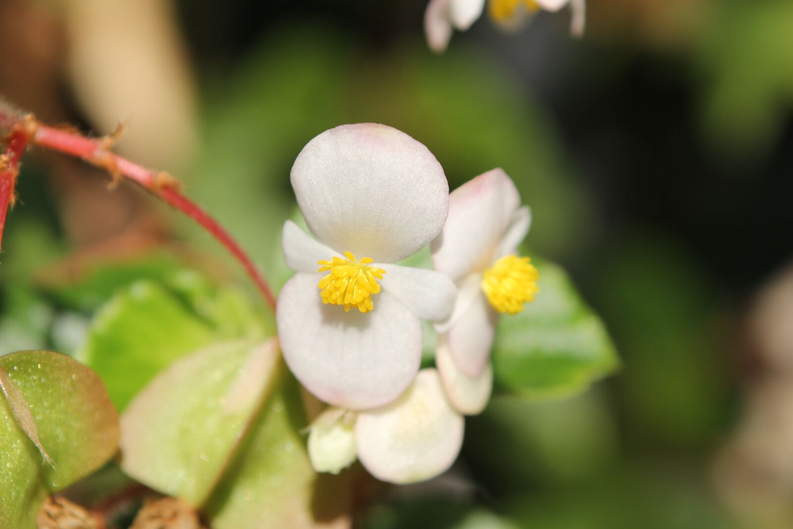 Canon EOS 60D sample photo. Flower, bloom, white photography