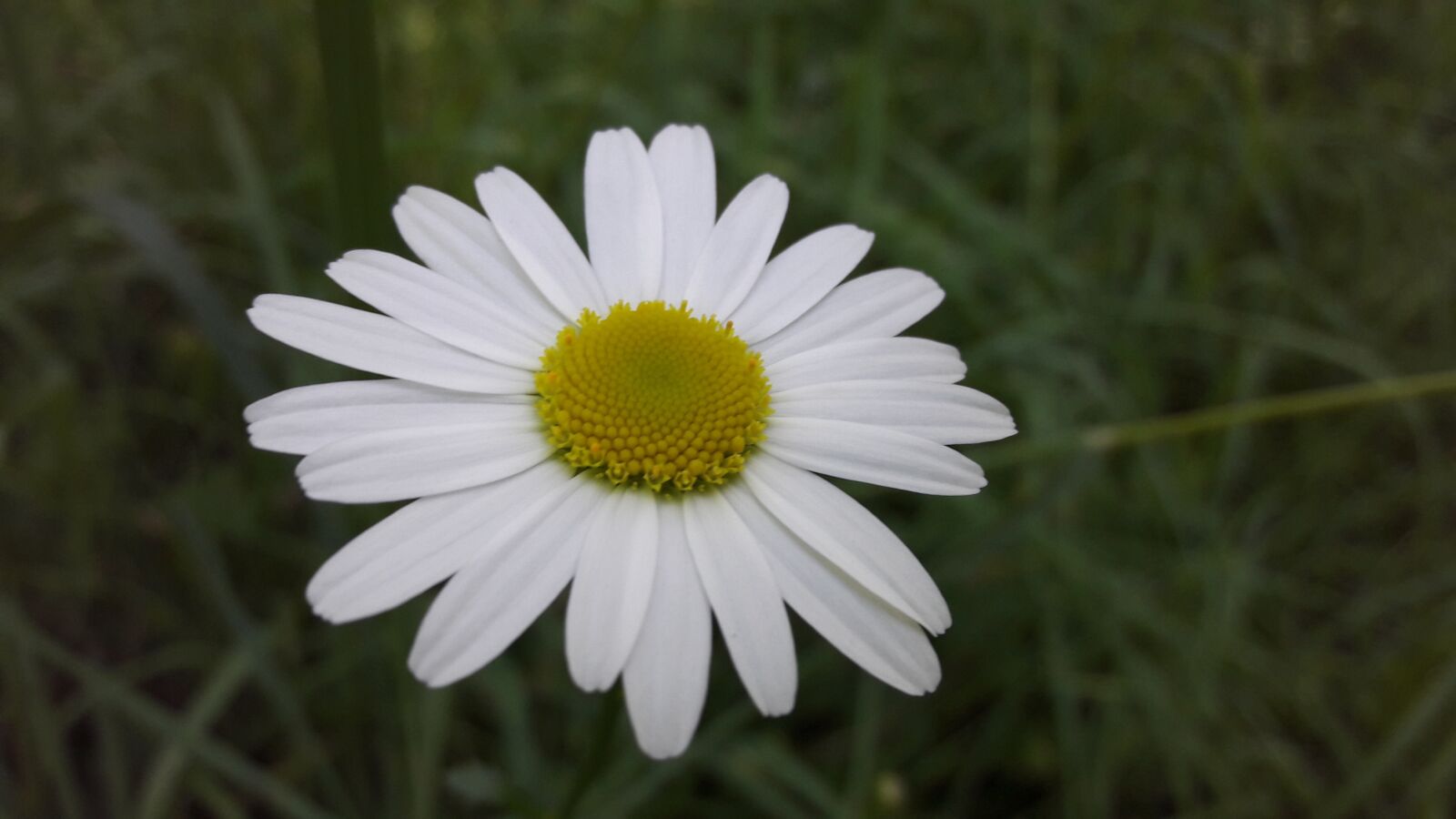 Samsung Galaxy A5(2016) sample photo. Daisy, flower, field photography