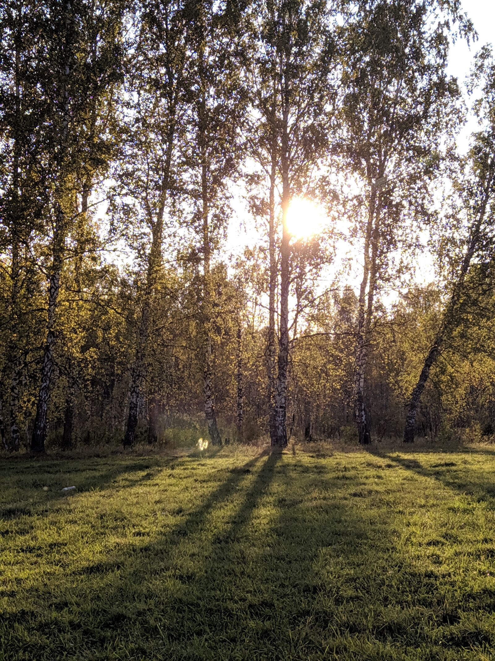 Xiaomi Redmi Note 7 sample photo. Summer, good weather, nature photography