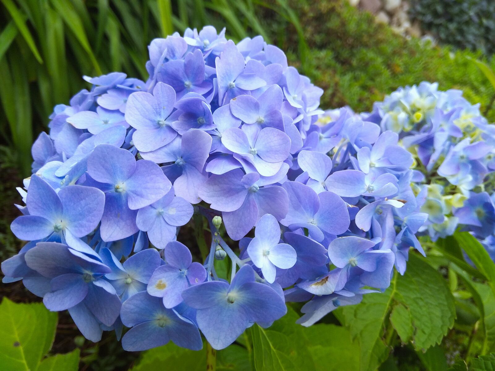 Xiaomi Redmi Note 4 sample photo. Flower, garden, nature photography
