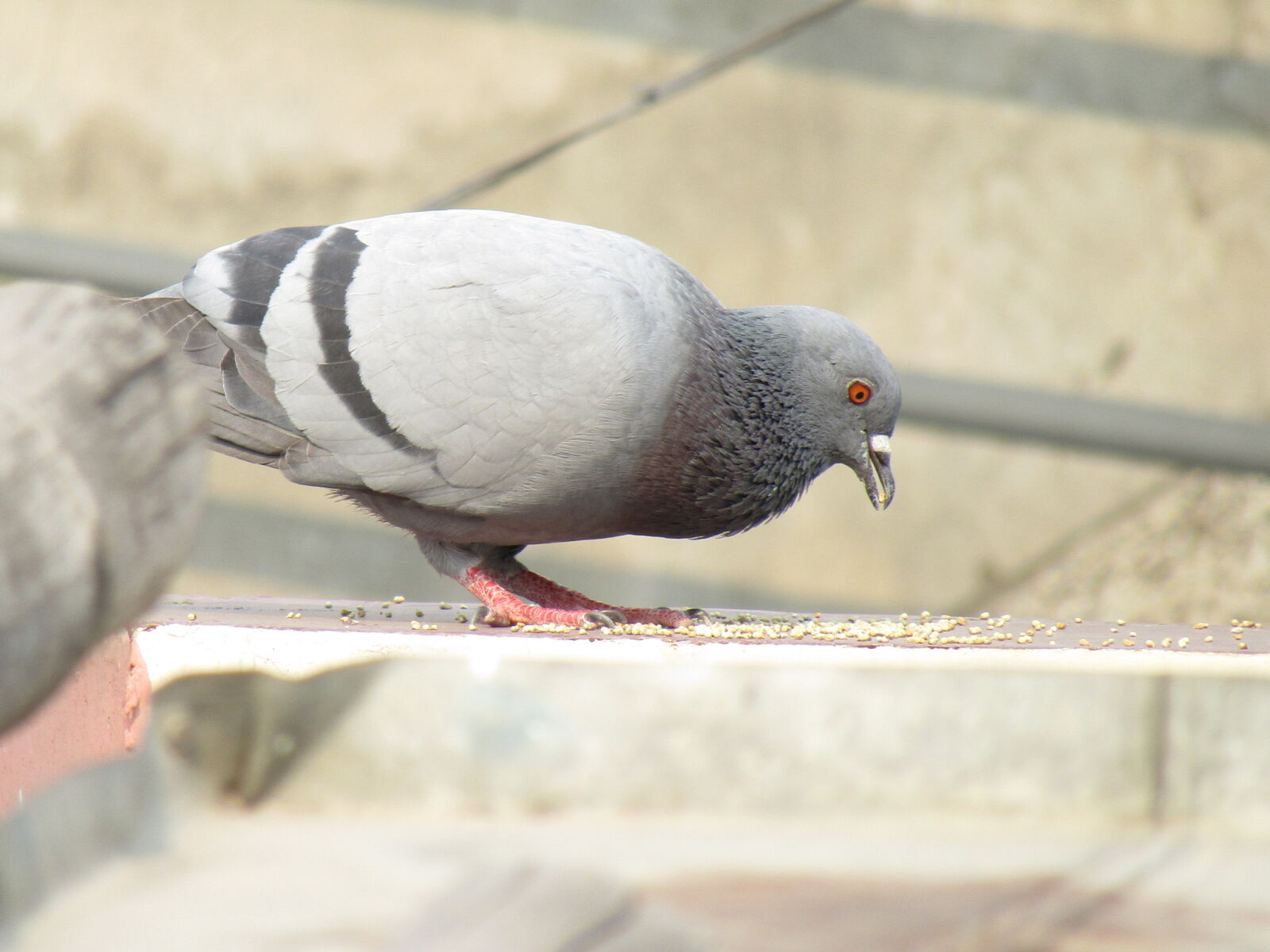 Canon PowerShot SX410 IS sample photo. Bird, birds, eating, flying photography