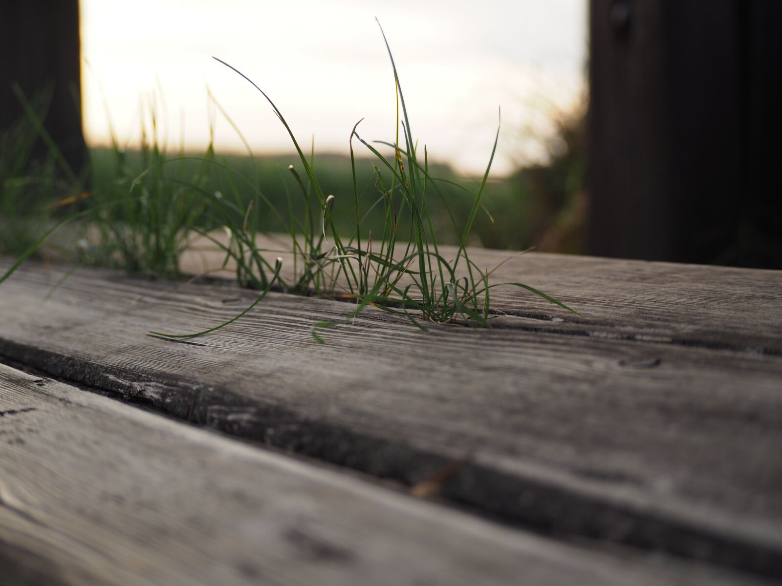 Olympus OM-D E-M10 sample photo. Bank, grass, wood photography