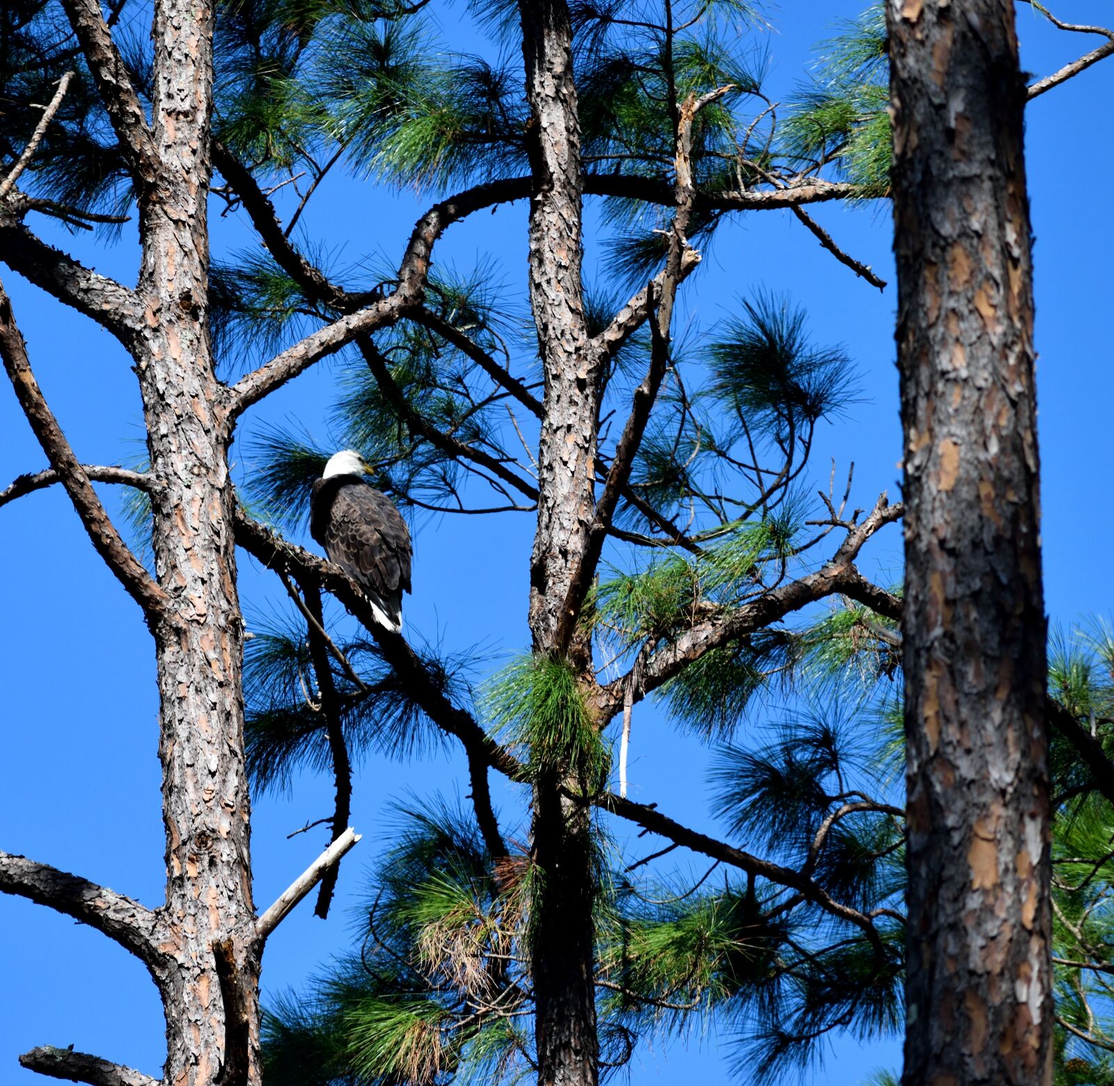 Nikon D3300 sample photo. Bald eagle, bird, eagle photography
