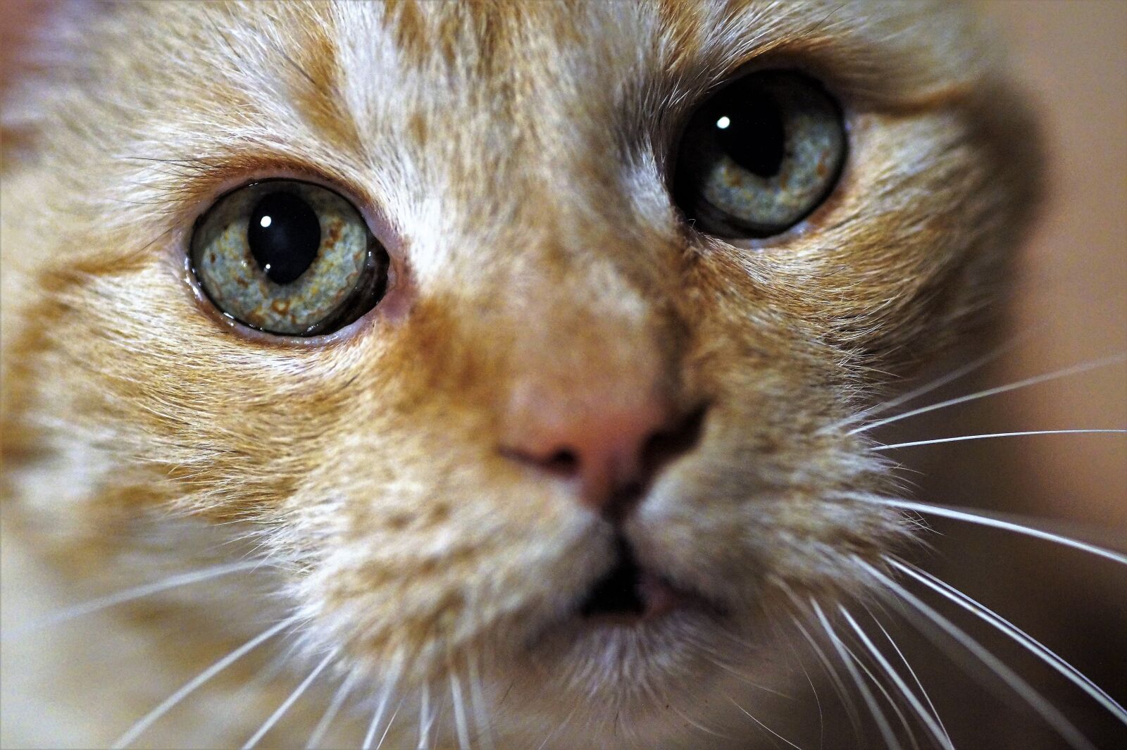 Sony SLT-A58 sample photo. Cat, catlike, eyes photography