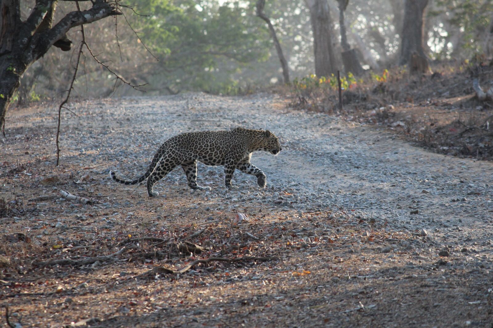 Canon EOS 1200D (EOS Rebel T5 / EOS Kiss X70 / EOS Hi) sample photo. India, leopard, prowl photography