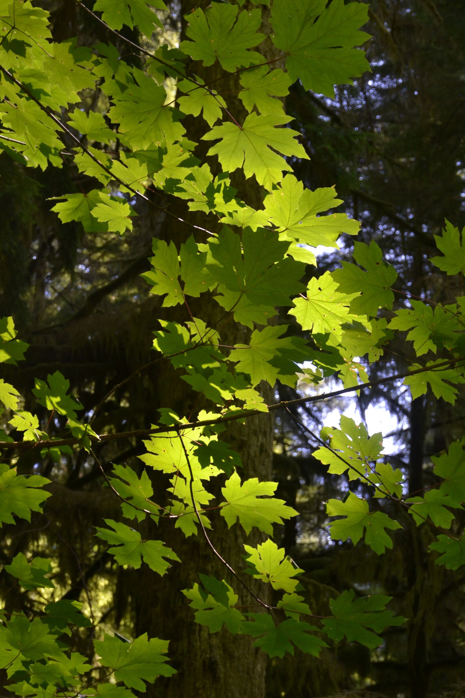 Nikon D3100 sample photo. Leaves, foliage, tree photography