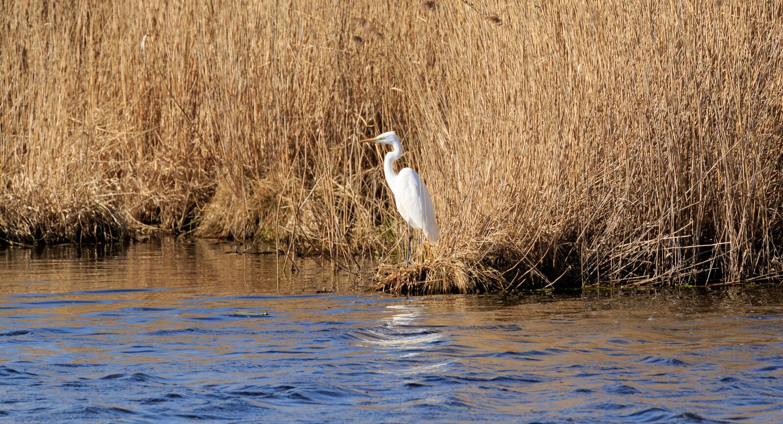 Canon EF 70-300mm F4-5.6L IS USM sample photo. Spring lake, egret, water photography