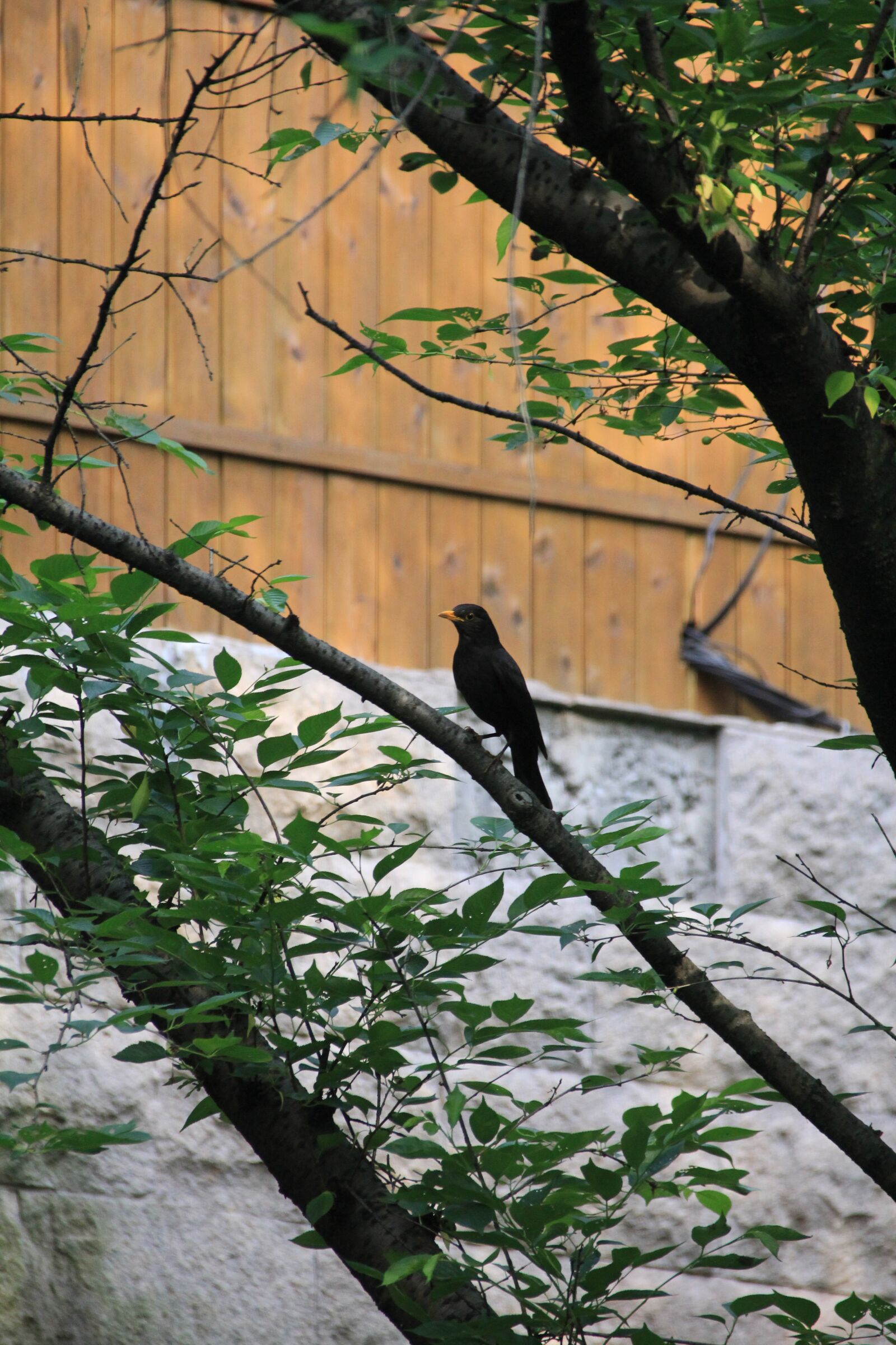 Canon EOS 60D sample photo. Bird, view, xihu photography