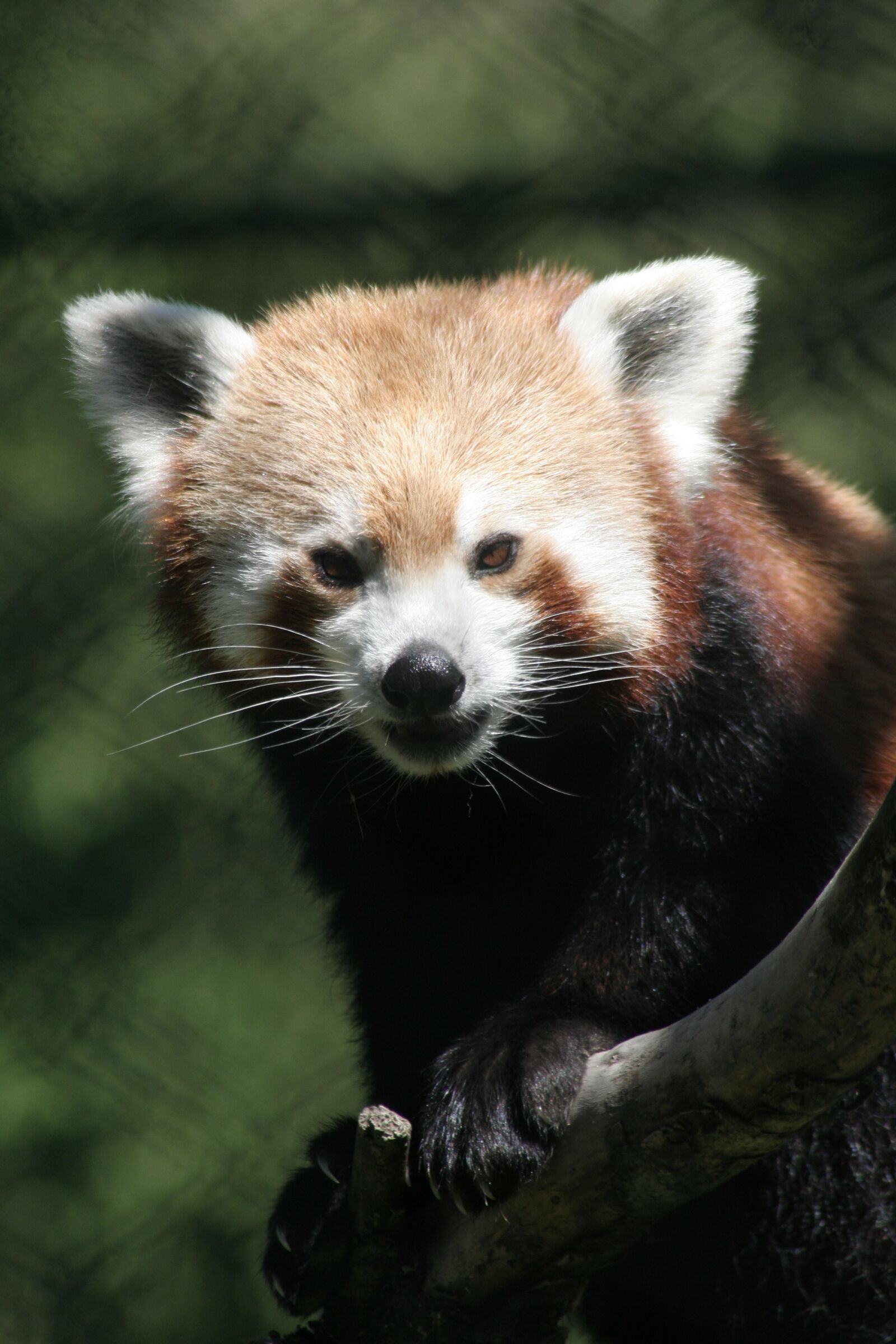 Canon EOS 350D (EOS Digital Rebel XT / EOS Kiss Digital N) sample photo. Red panda, gangtok zoo photography